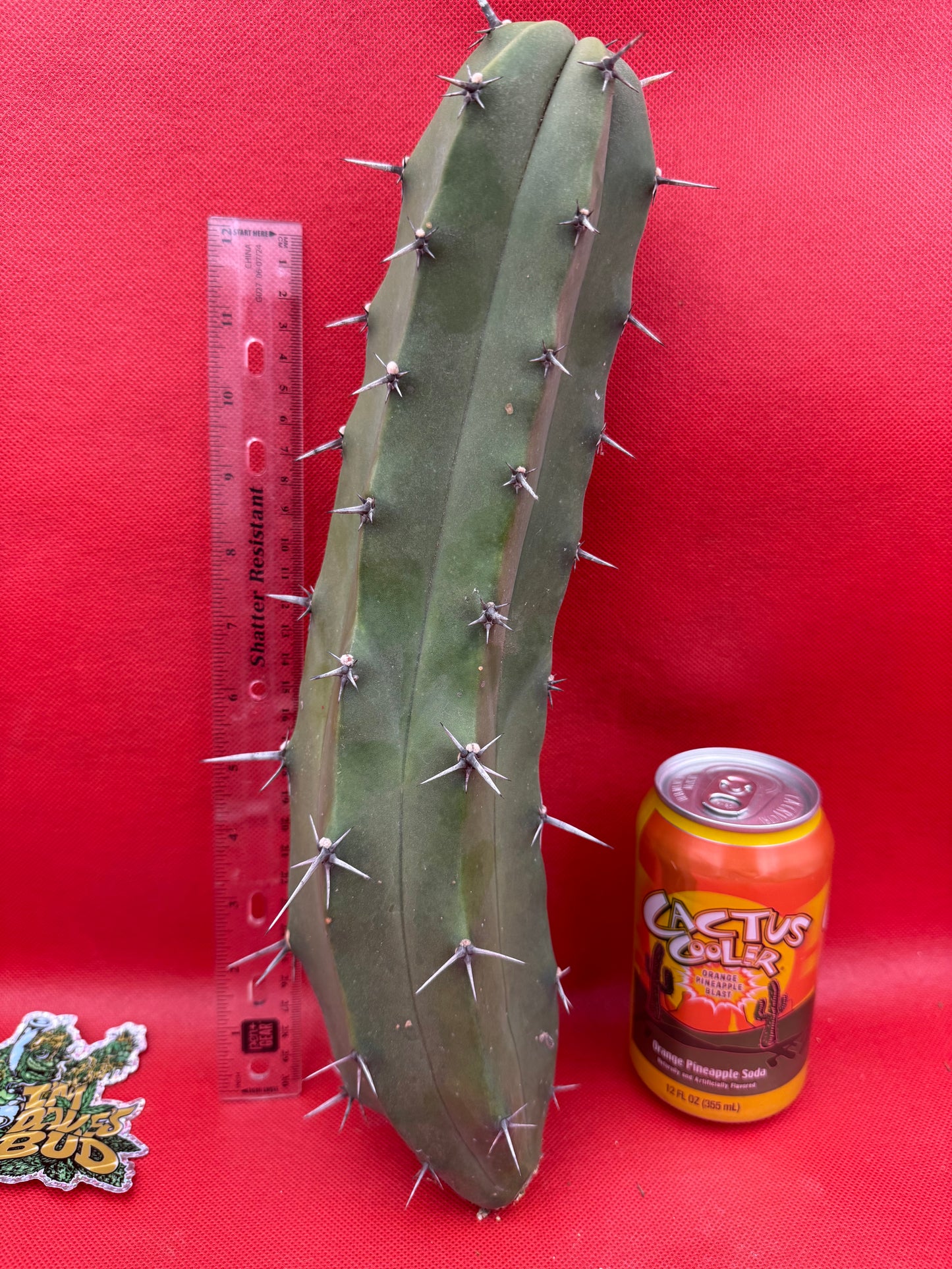 Myrtillocactus geometrizans