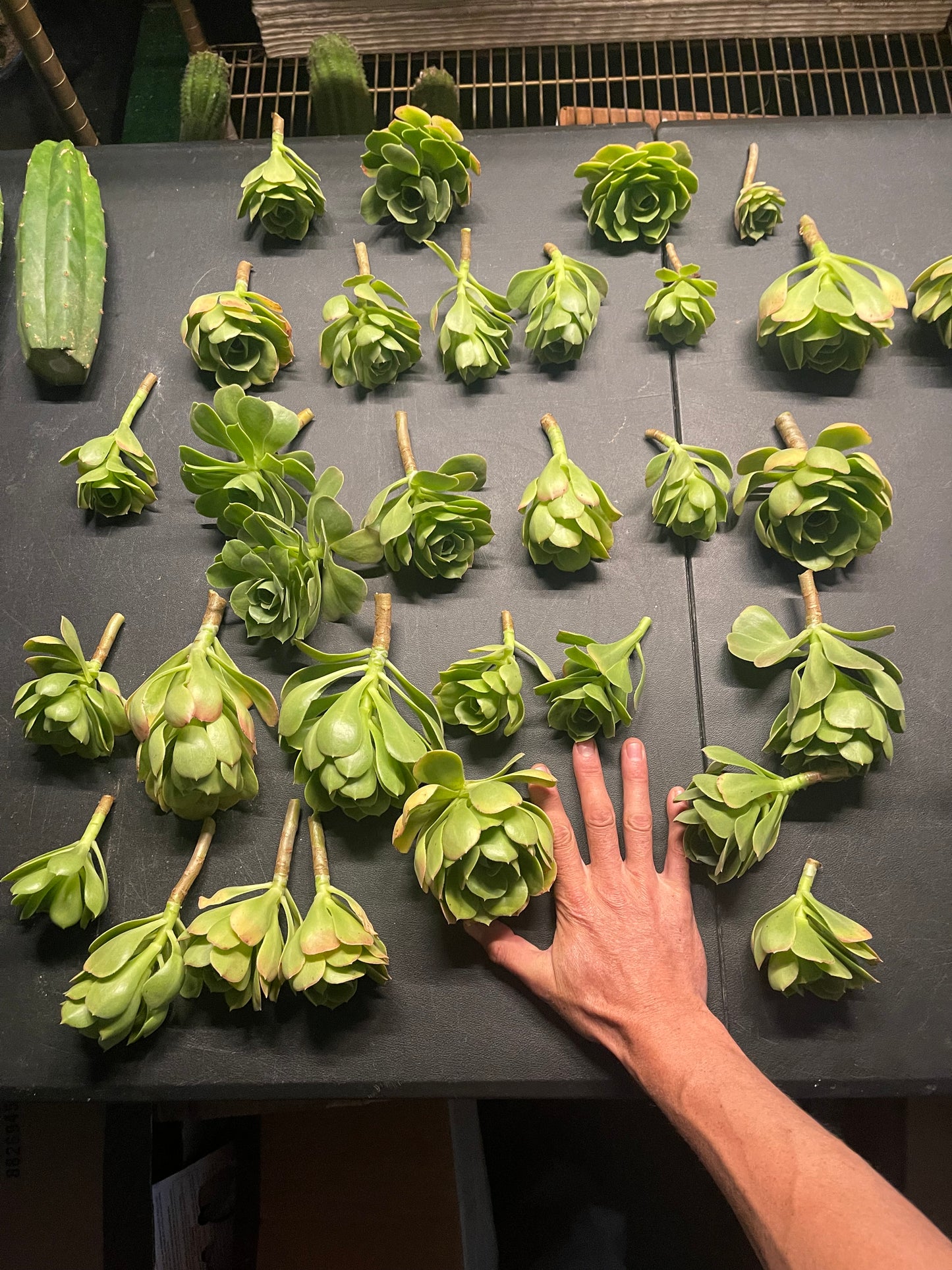 Aeonium - 30 cuttings