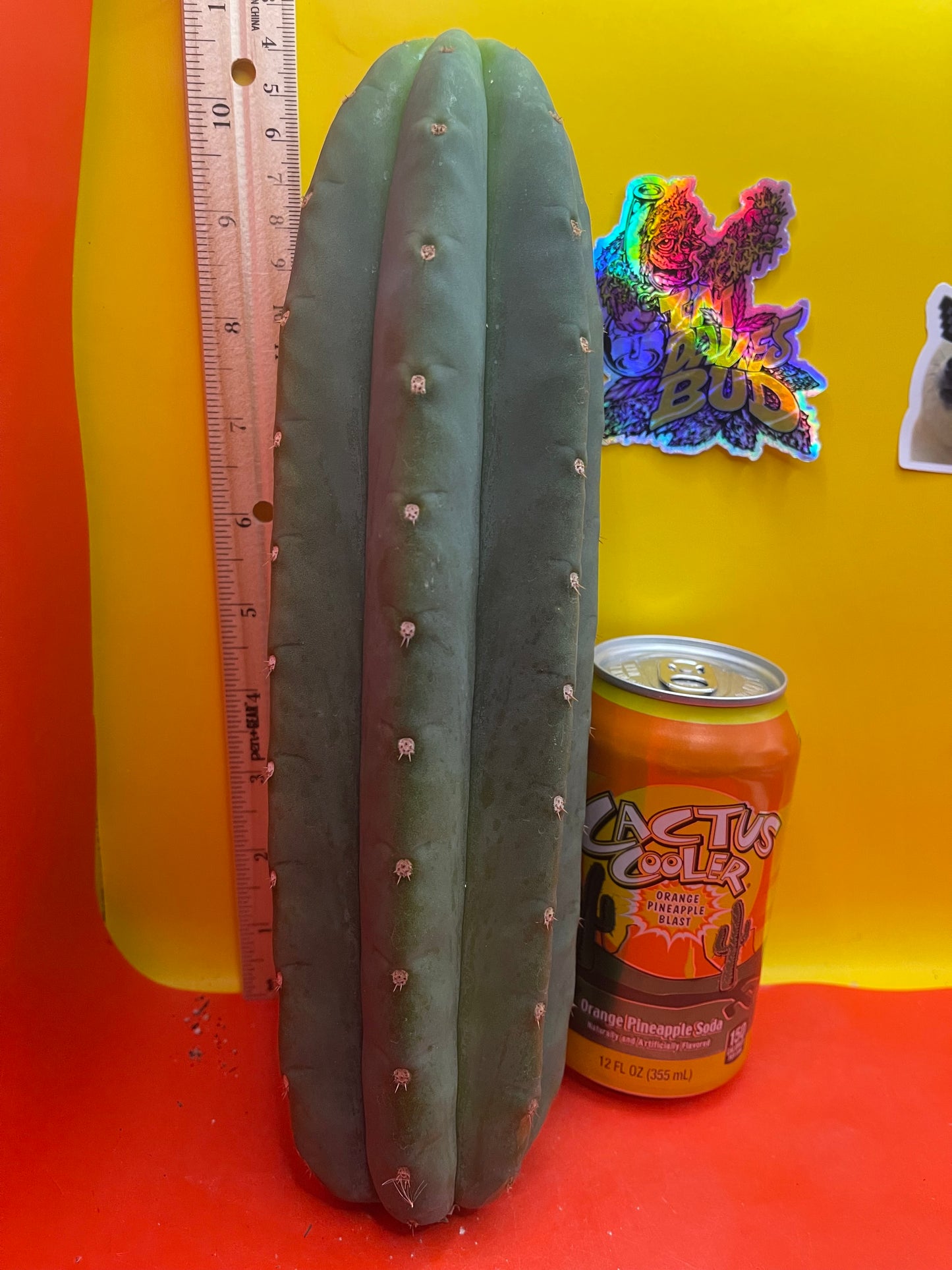 Cahuilla cactus cutting ready to be planted !