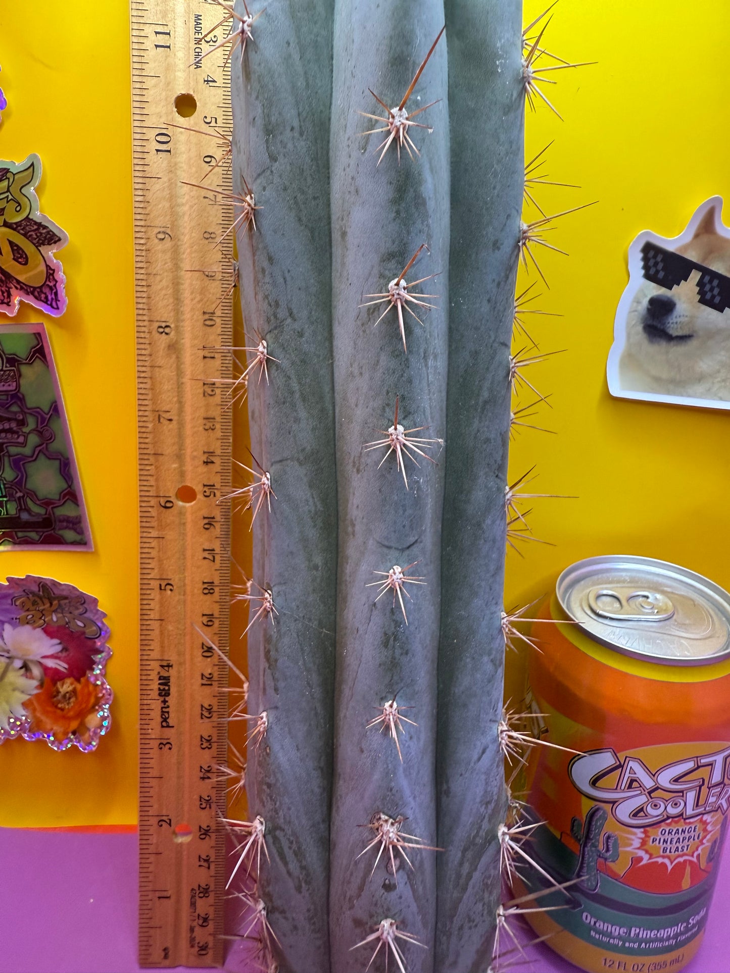 Sharxx Blue O.p. , this exact mid section cactus cutting