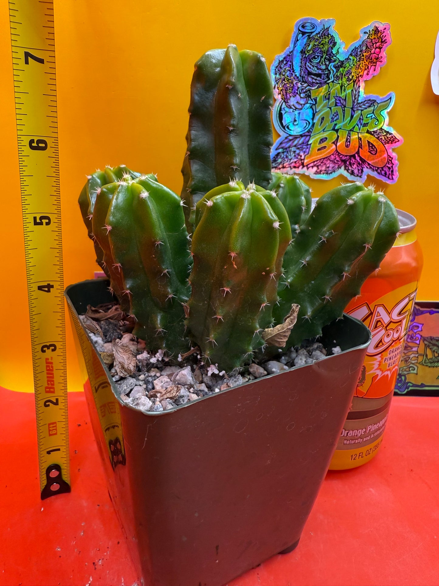 echinocereus viereckii morricalii fully rooted - ships in its pot