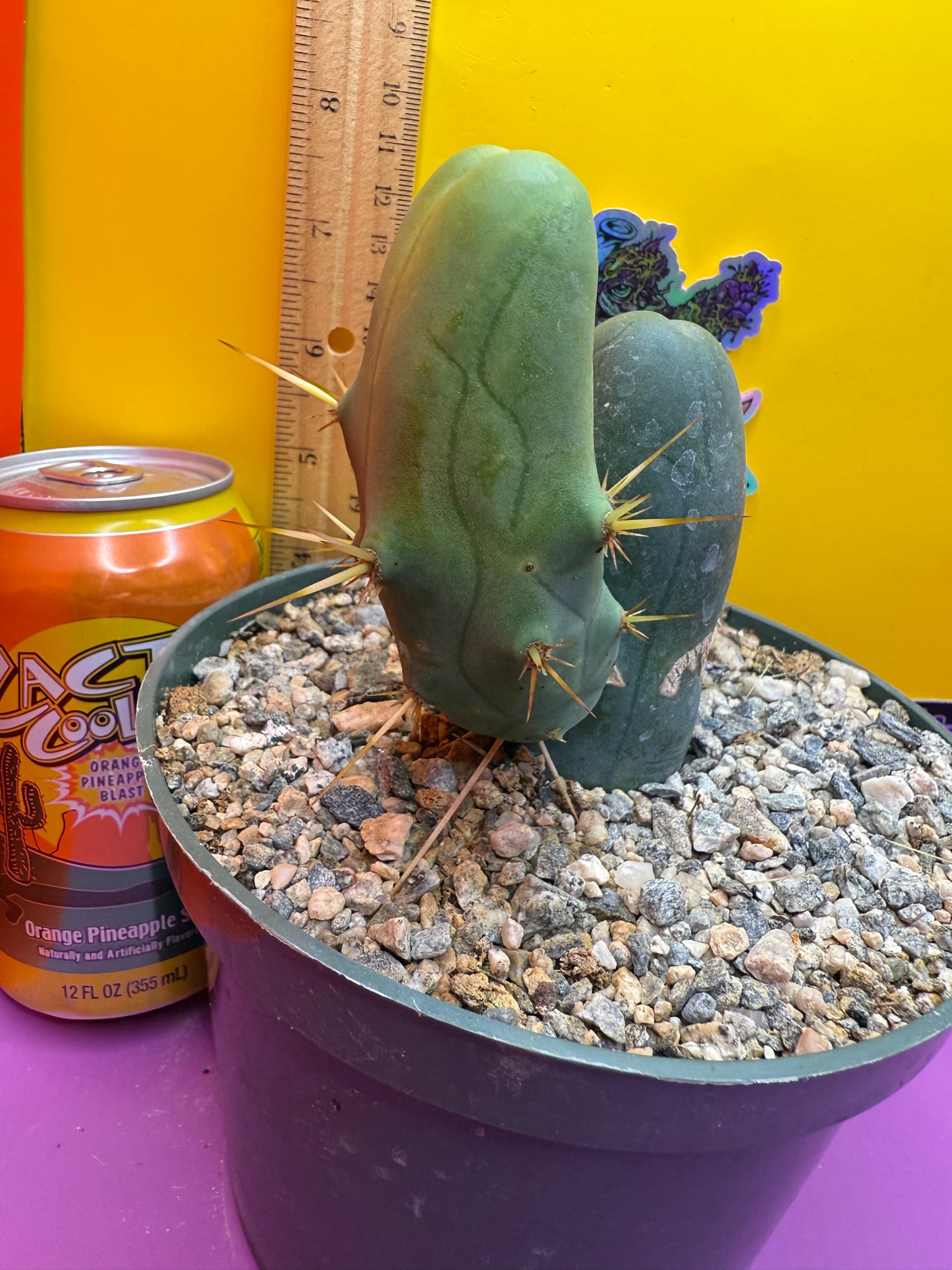 TBM-b ships in 6”wide pot - fully rooted