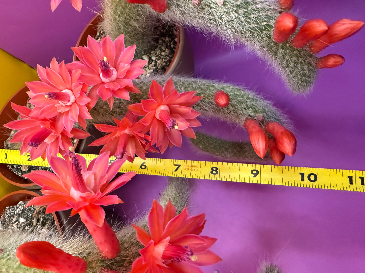 Monkey tail cactus !!