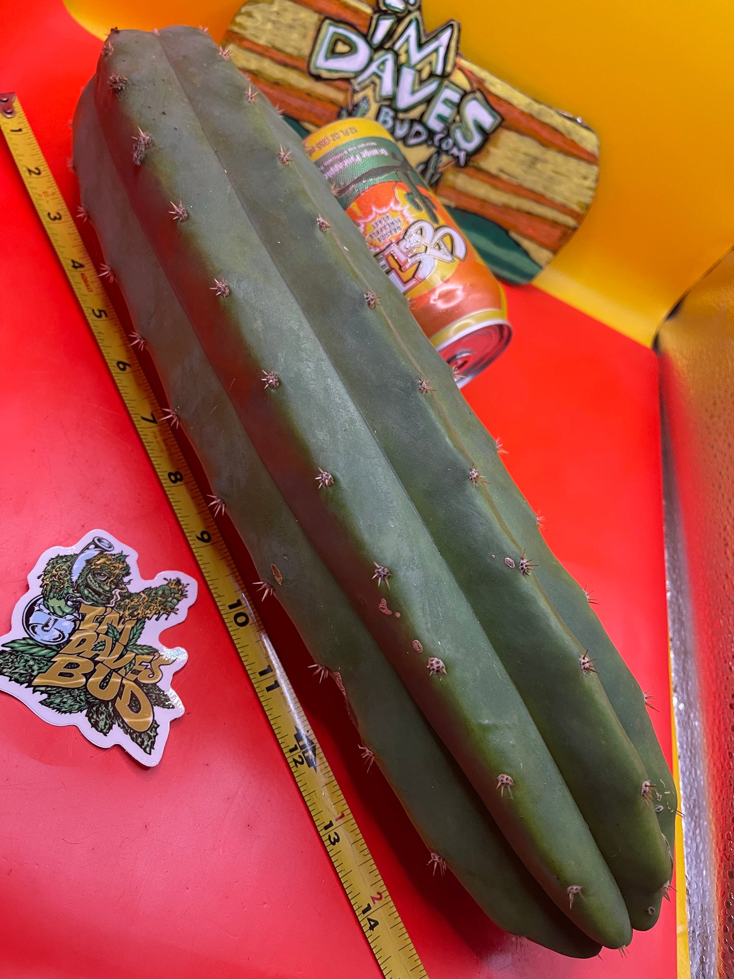 Sanpedro cacti 🌵!! Extra large
