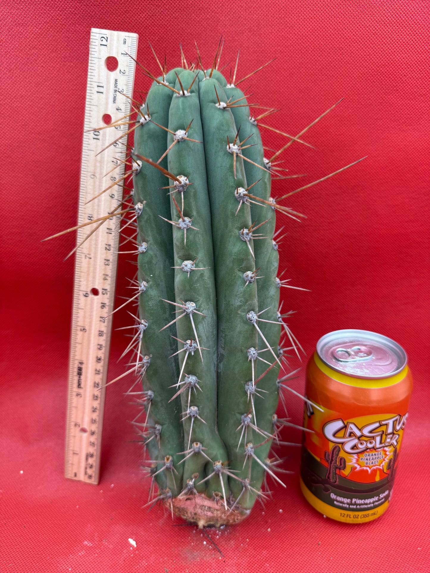 Trichocereus  “Serra Blue” this exact cutting