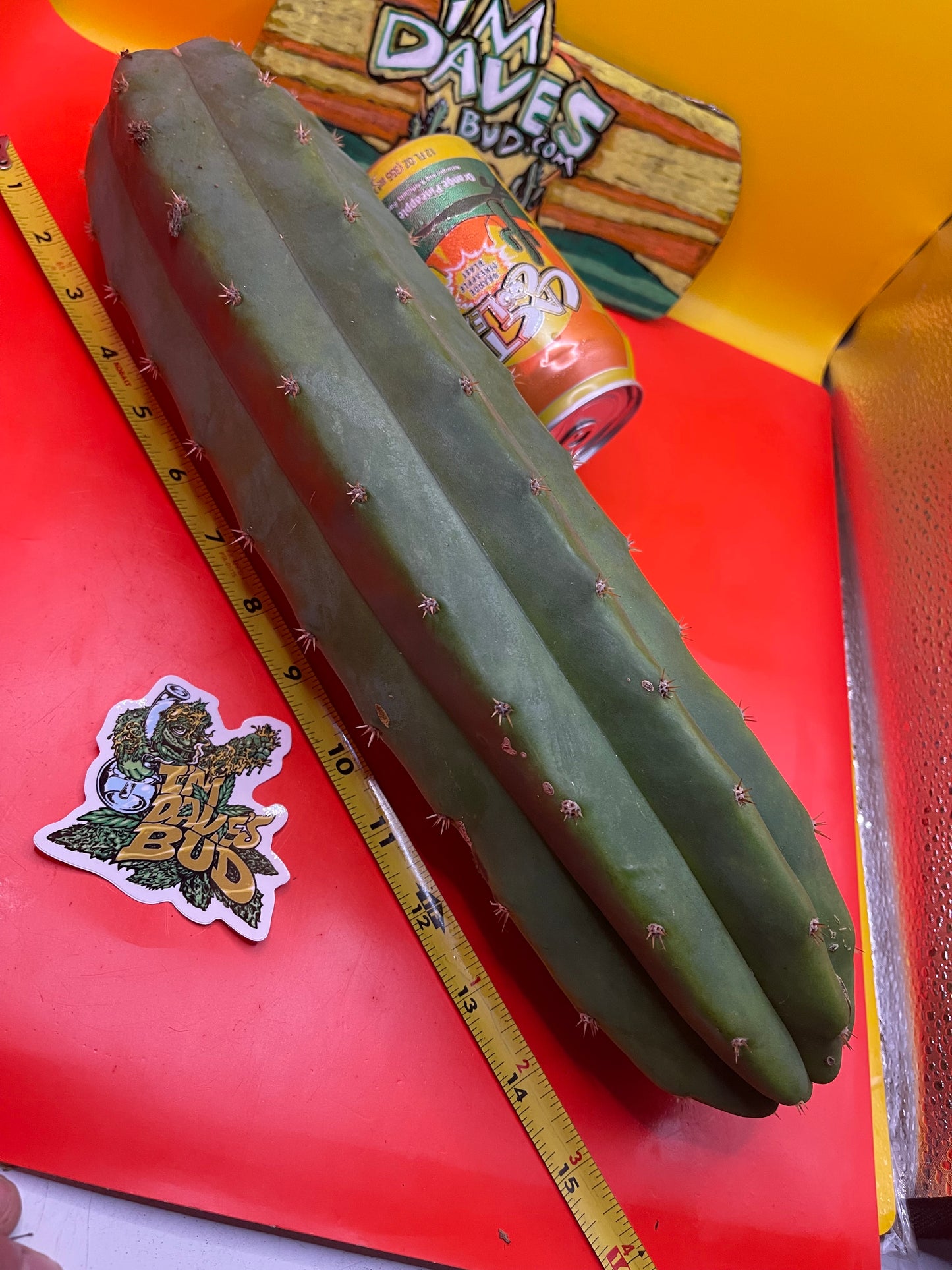 Sanpedro cacti 🌵!! Extra large