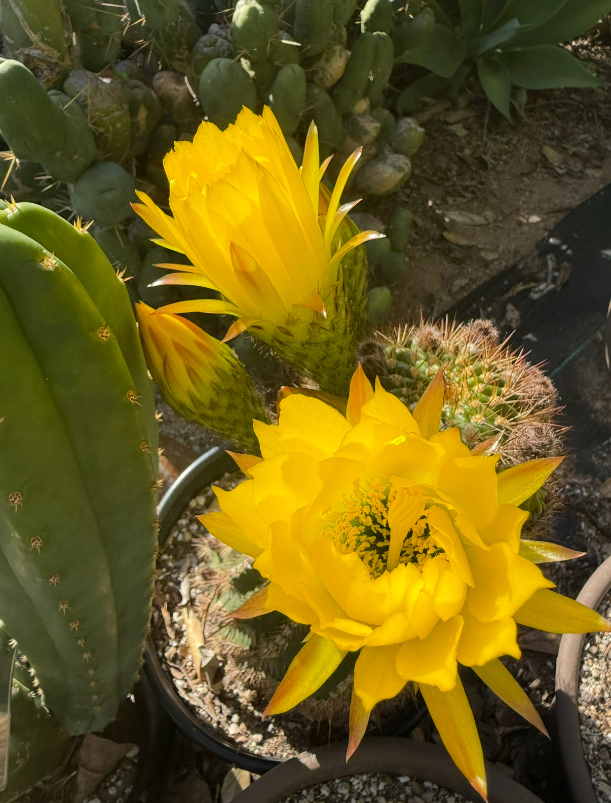 TRICHO HYBRID SEEDS !