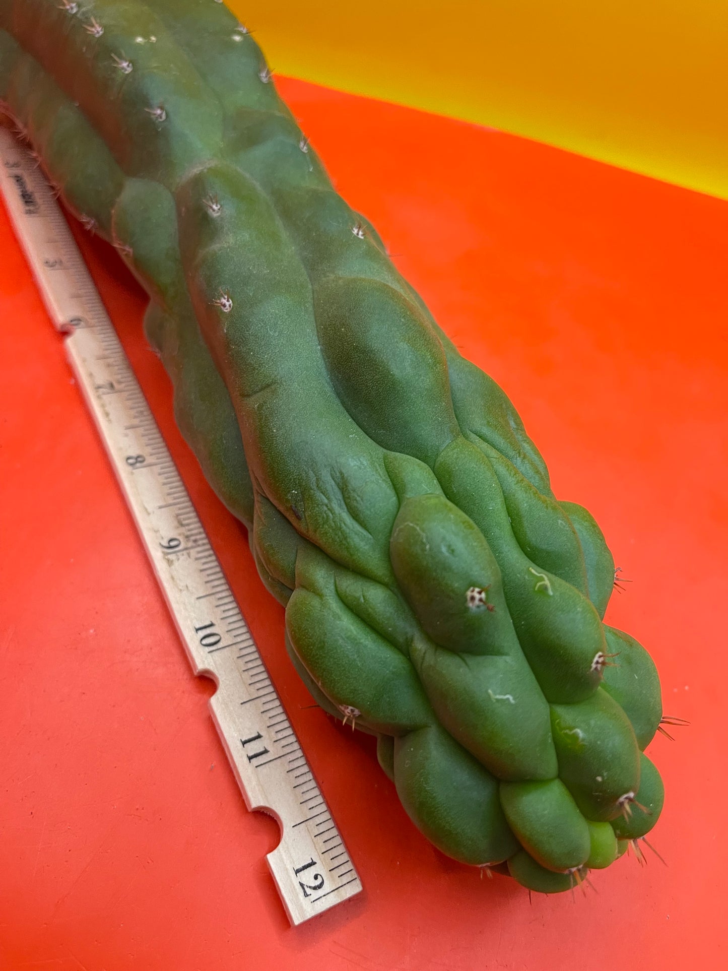 Monstrose San Pedro cactus - TPM !
