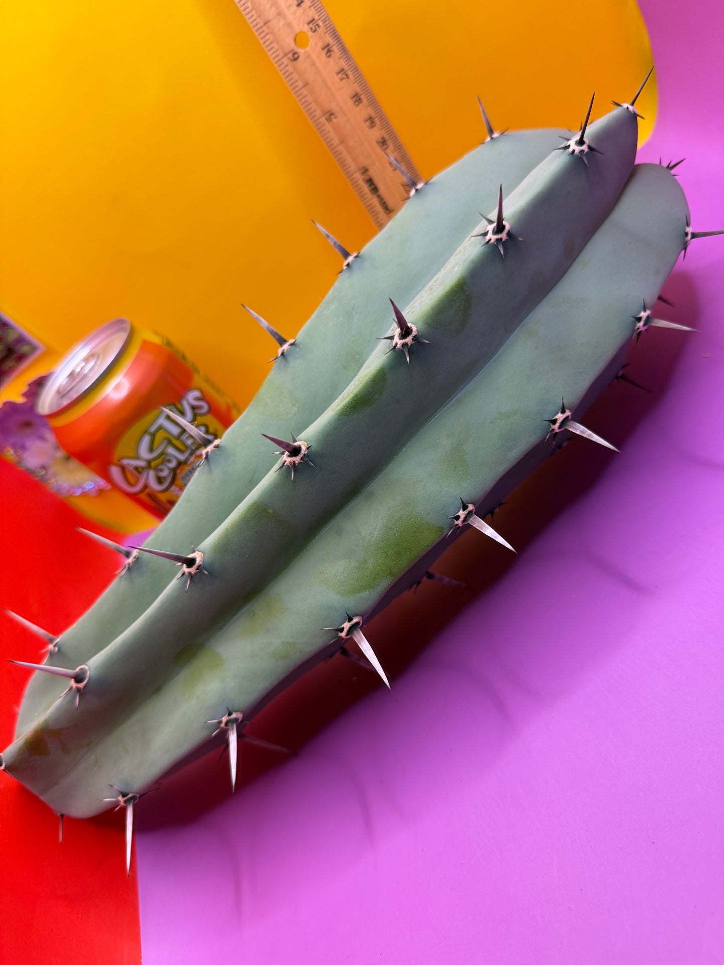 Myrtillocactus geometrizans