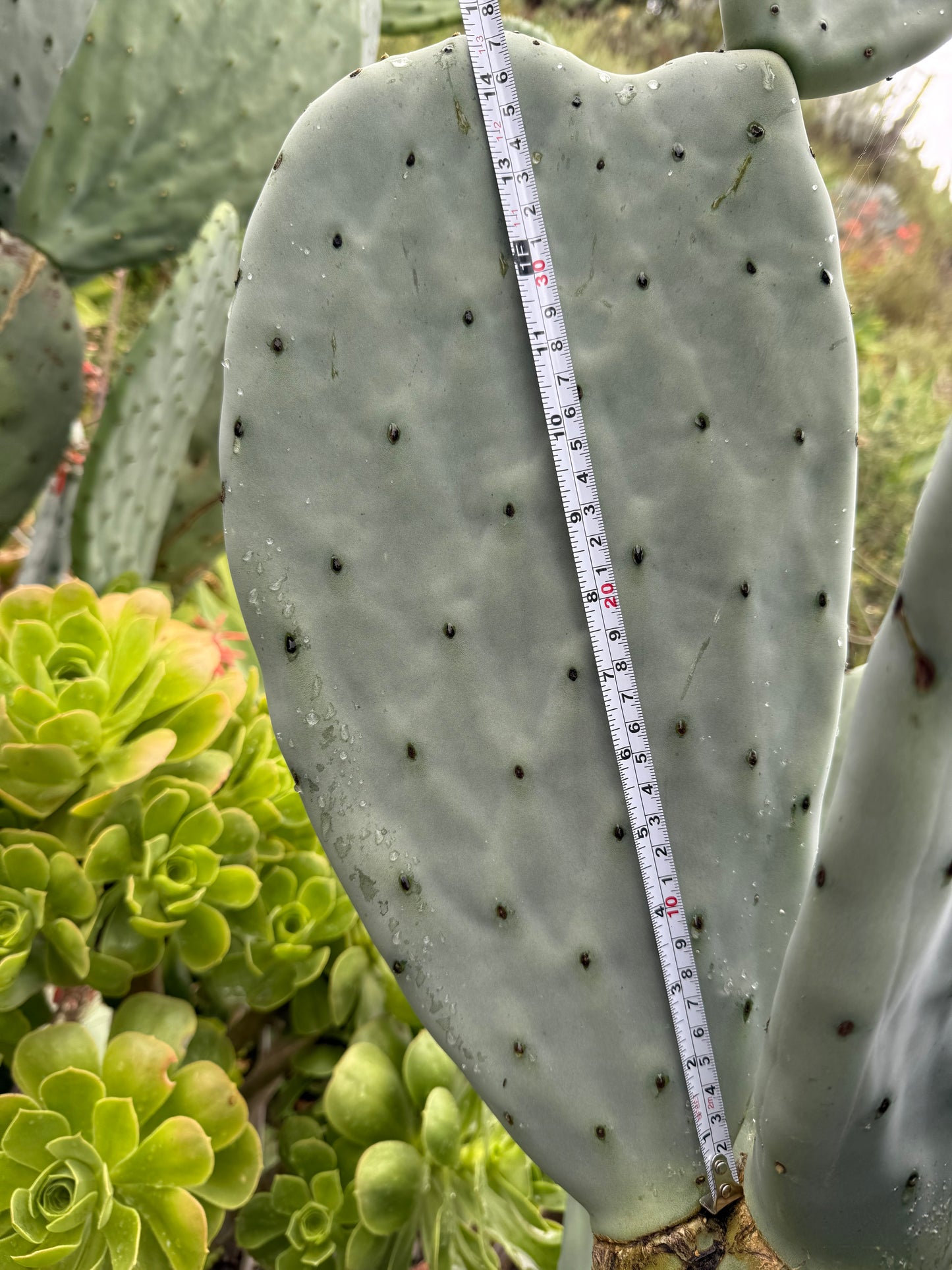 Spineless Opuntia