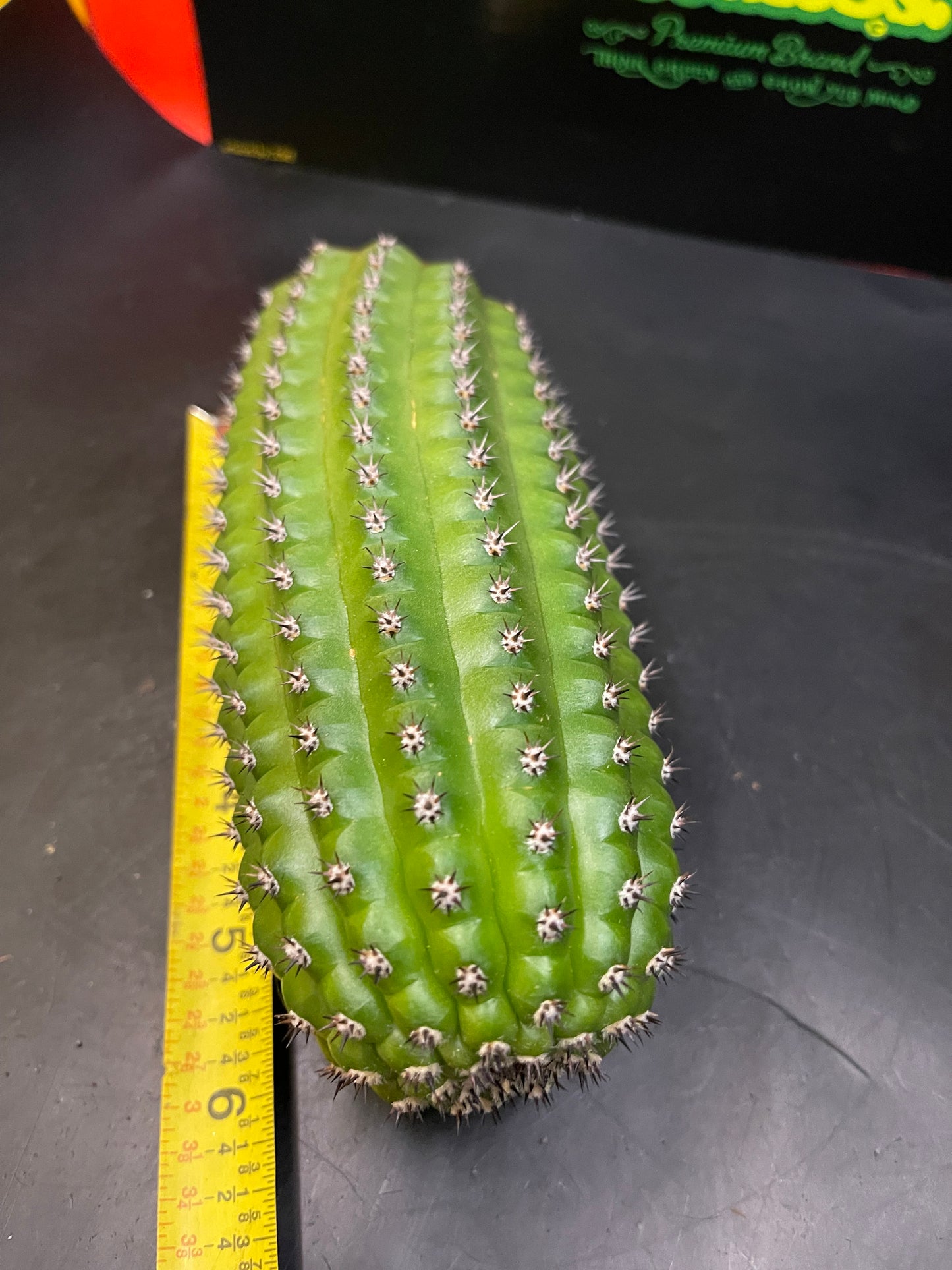 Trichocereus brevispinulosus