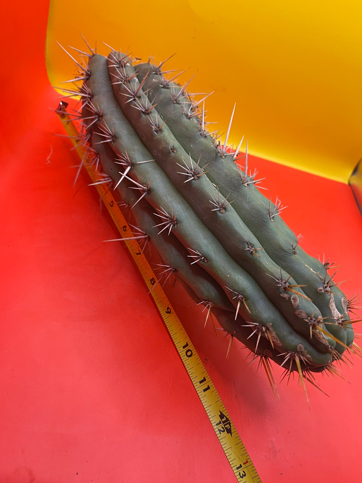 Trichocereus Puquiensis - cv “Linda”