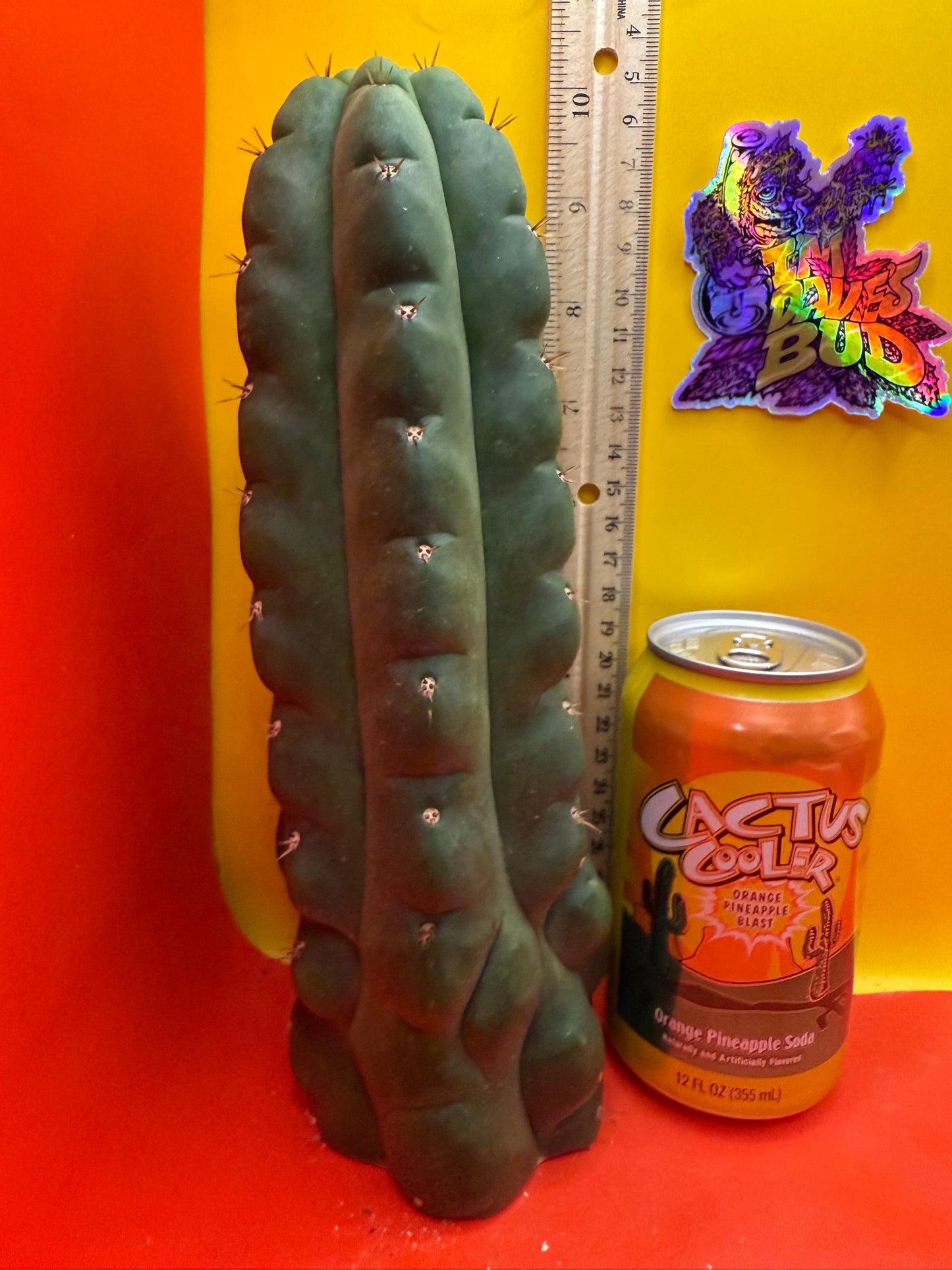 TPM ! Exact cactus