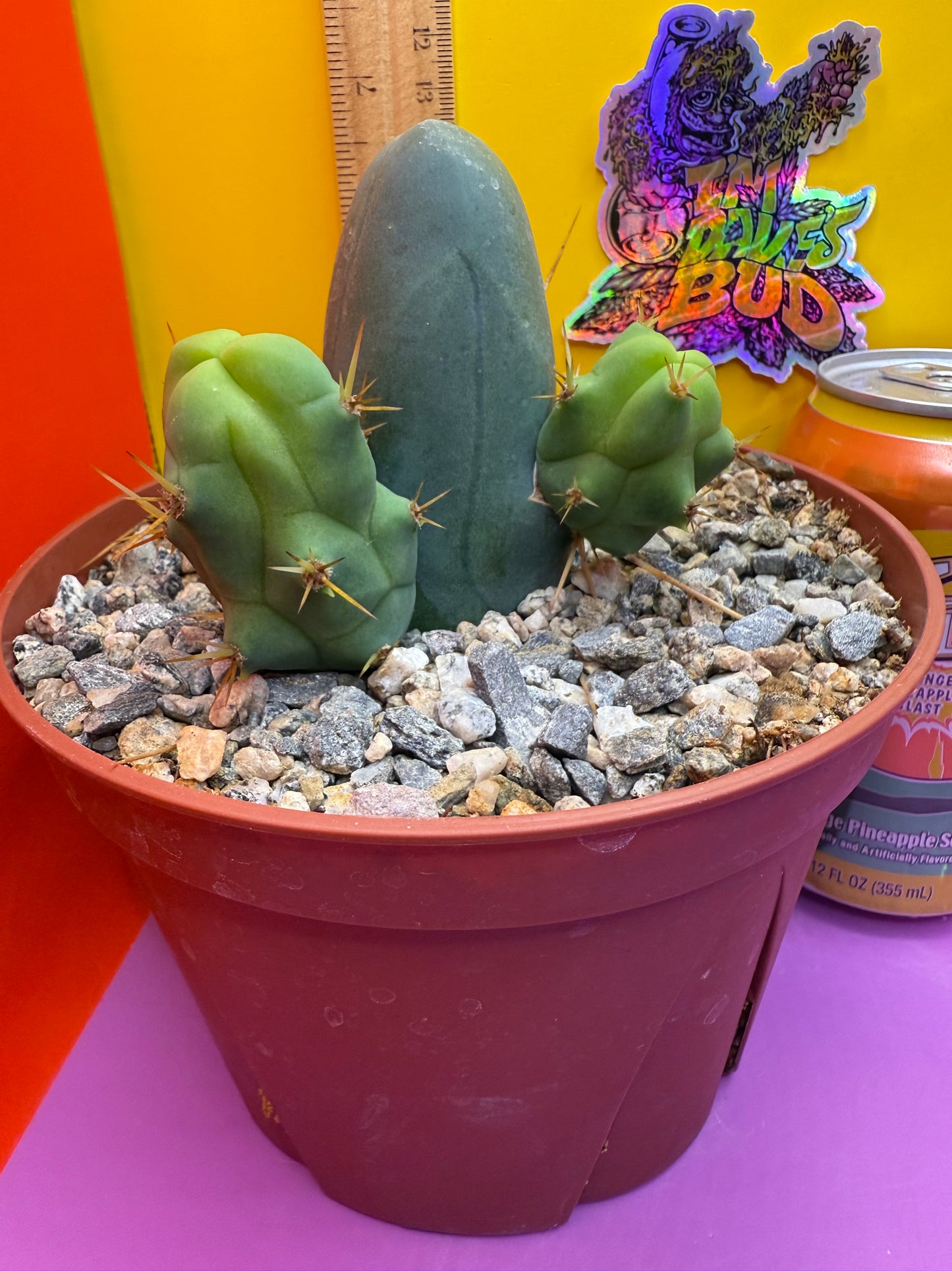 TBM CACTUS smooth and clean ! shipped in pot - this exact one pictured