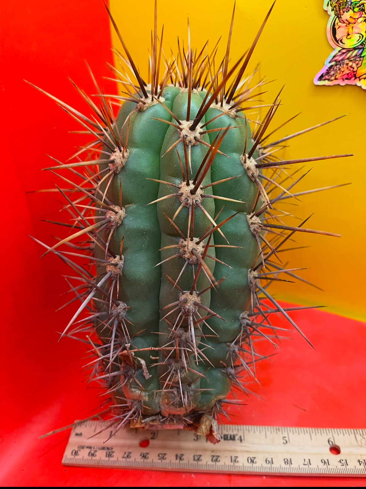 2025 harvest - 50 SEEDS OF one of the largest San Pedro Cactus - Trichocereus TACAQUIRENSIS!