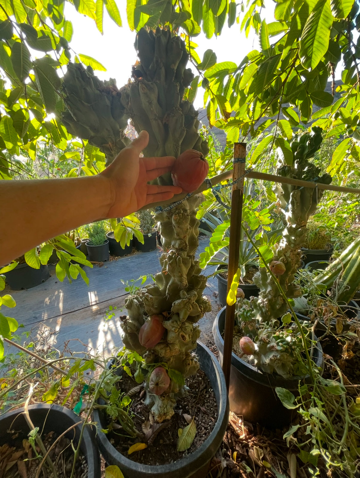 Cereus monstrose