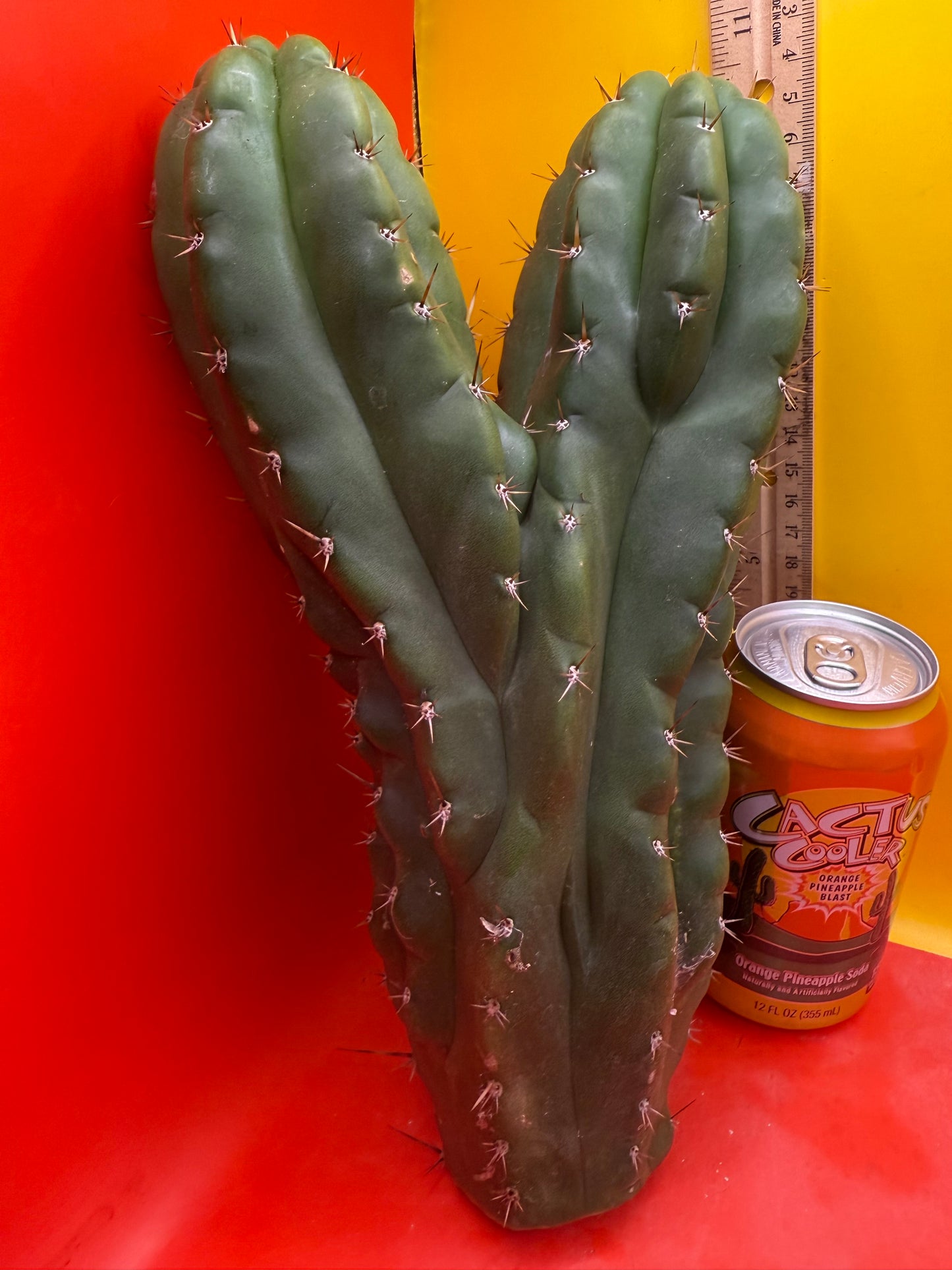San Pedro weirdo !! - TPM !Dicot double header  !!!