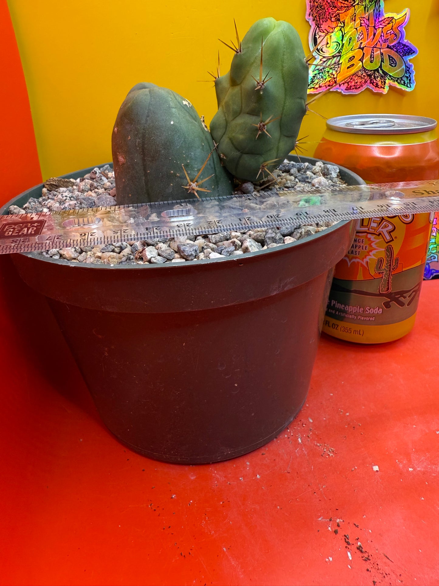 Exact TBM ! Ships in pot - Fully Rooted