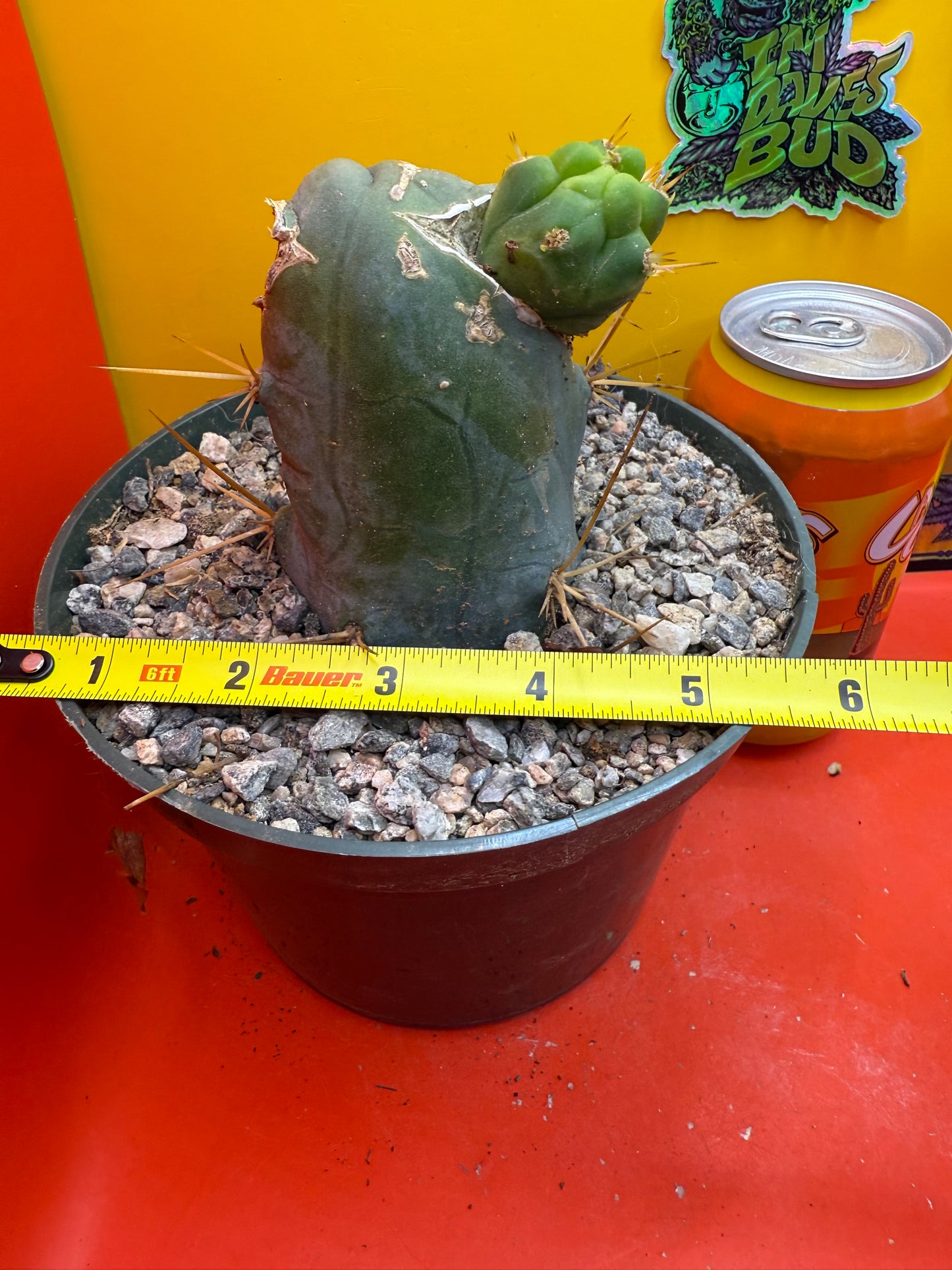 Big fat TBM in 6” wide pot