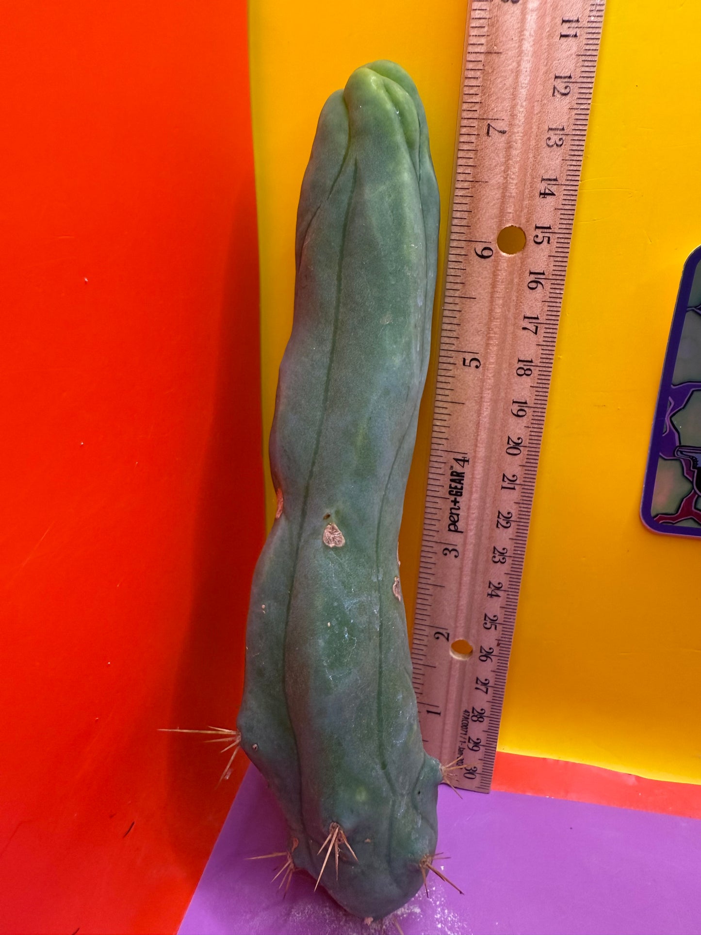 LONG FORM TBM-A cactus