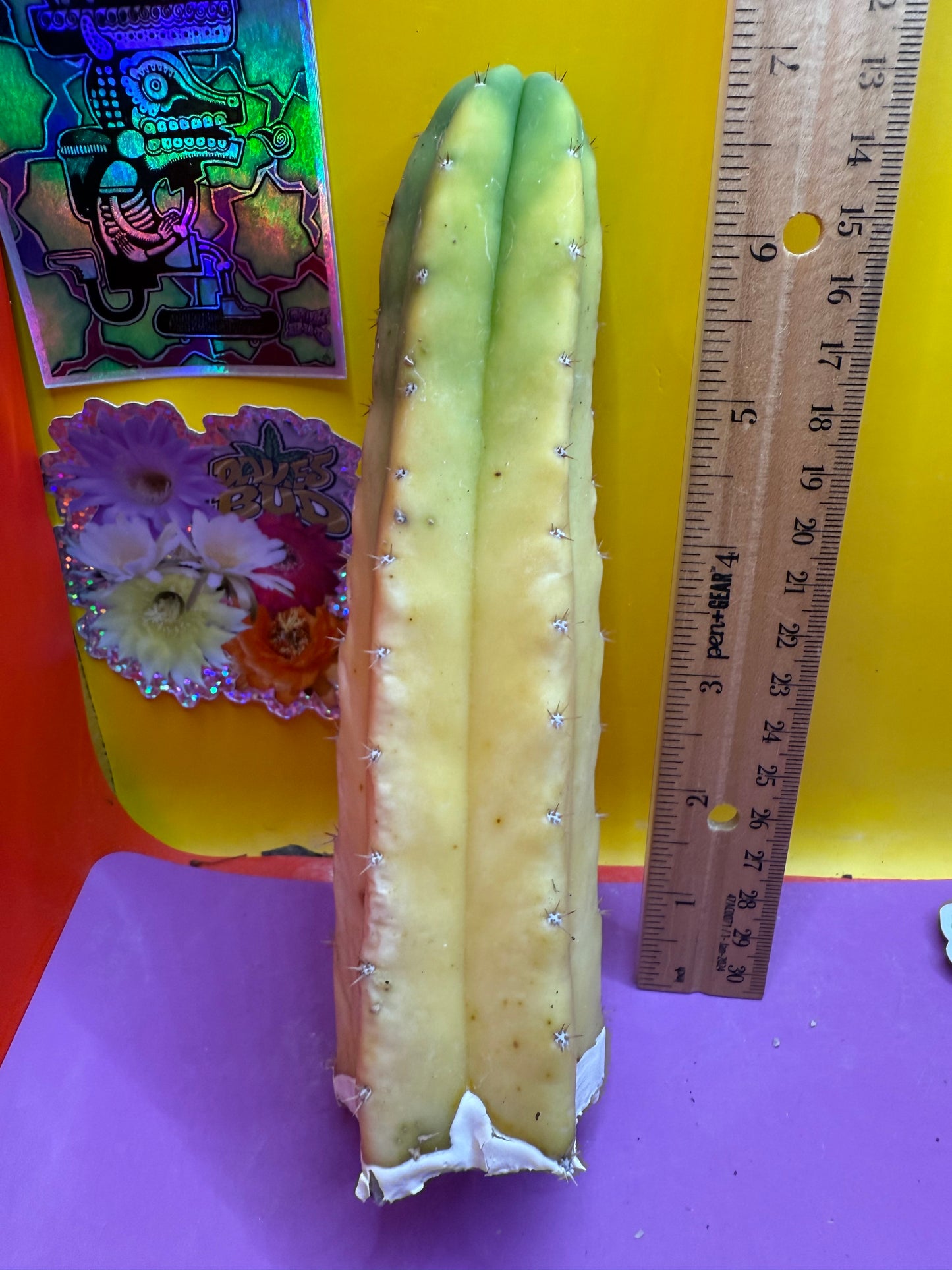 Banana San Pedro Cactus !