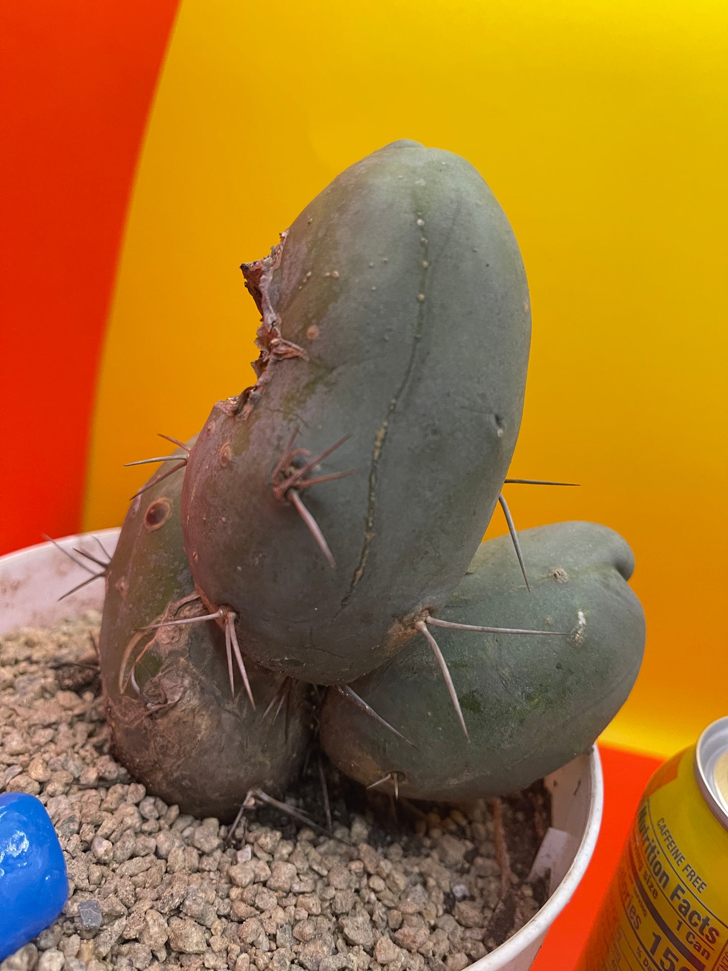Tbm CACTUS!!! Bare root
