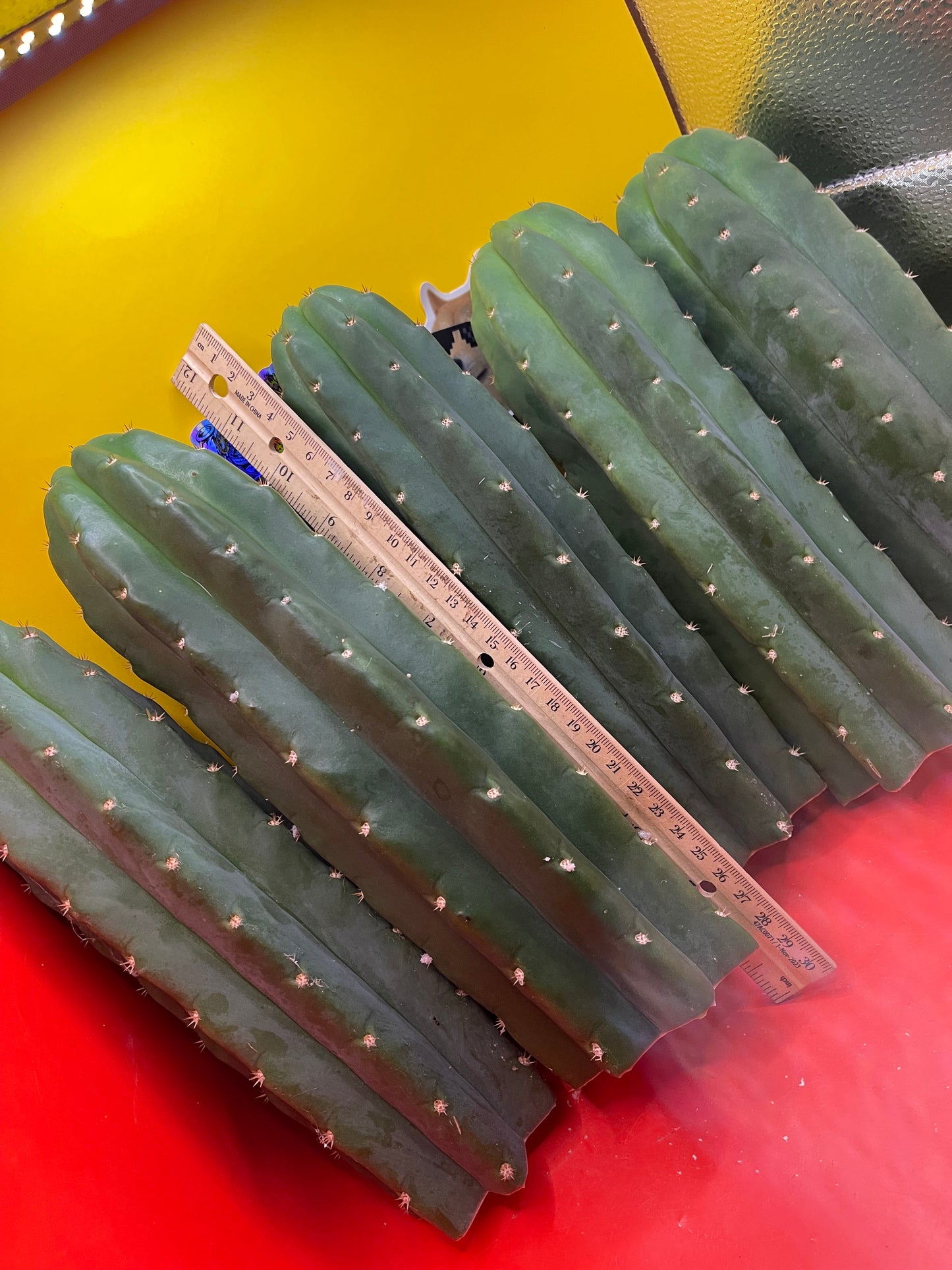 SAN PEDRO CACTUS CUTTING !