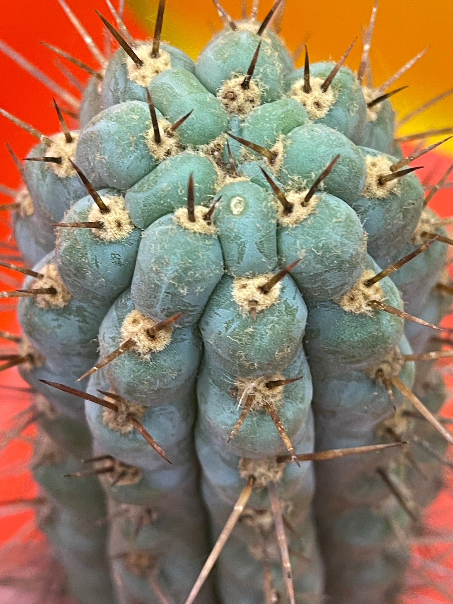 Serra Blue trichocereus cactus cutting (San Pedro )