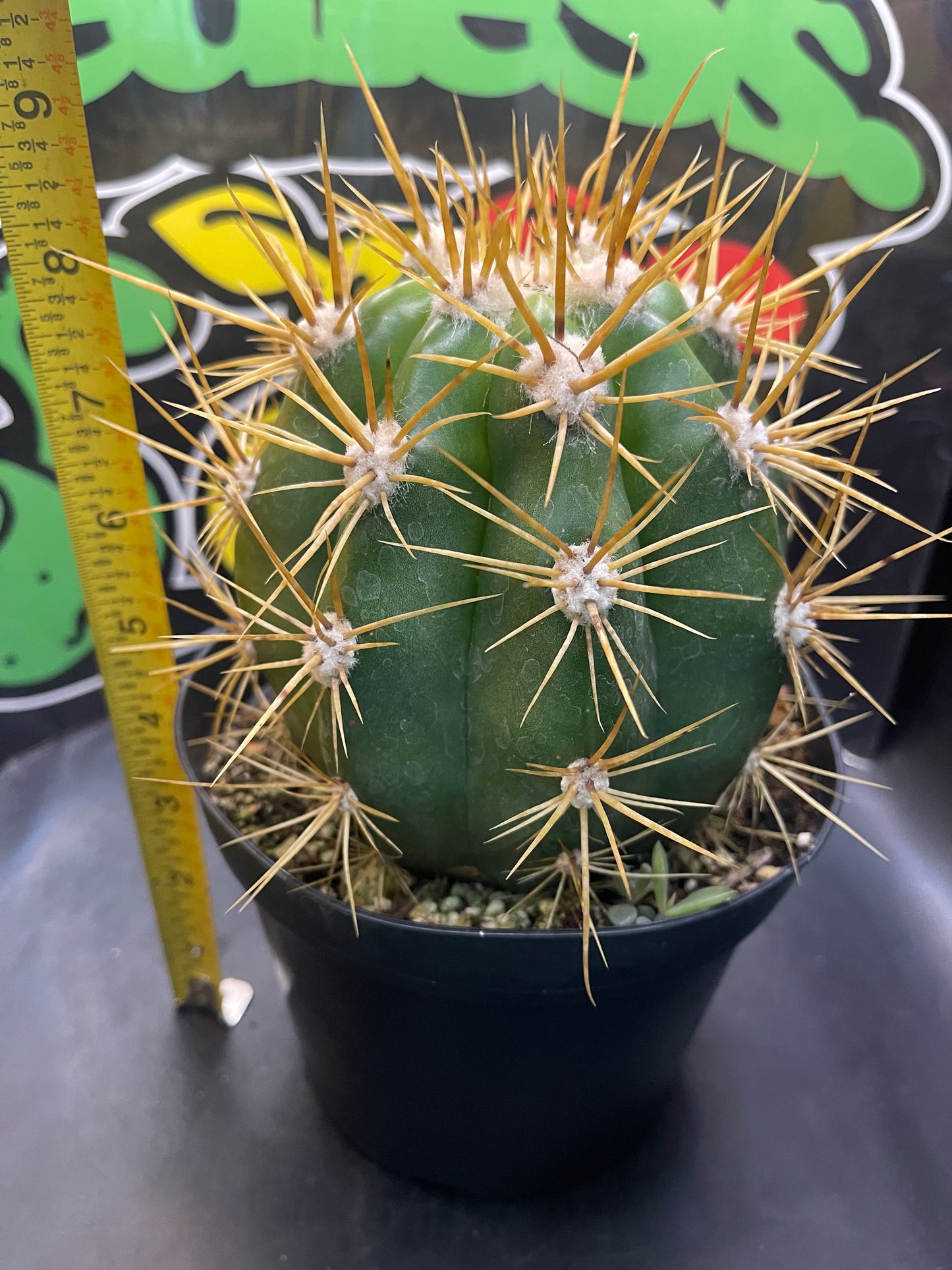 Terscheckii!! - one of the largest San Pedro cactus 🌵!comes in a 6” wide pot