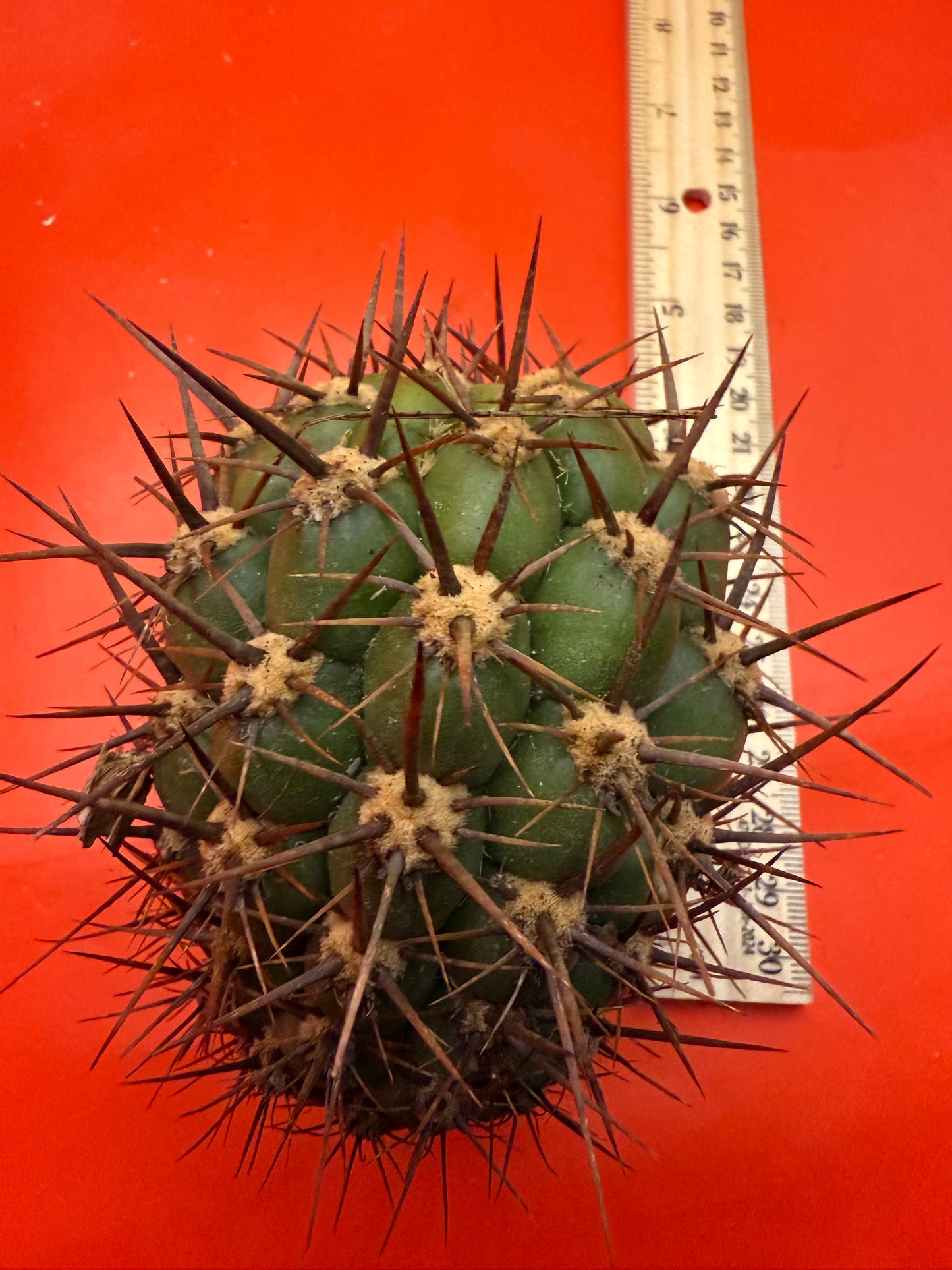 Exact cactus - Trichocereus Tacaquirensis