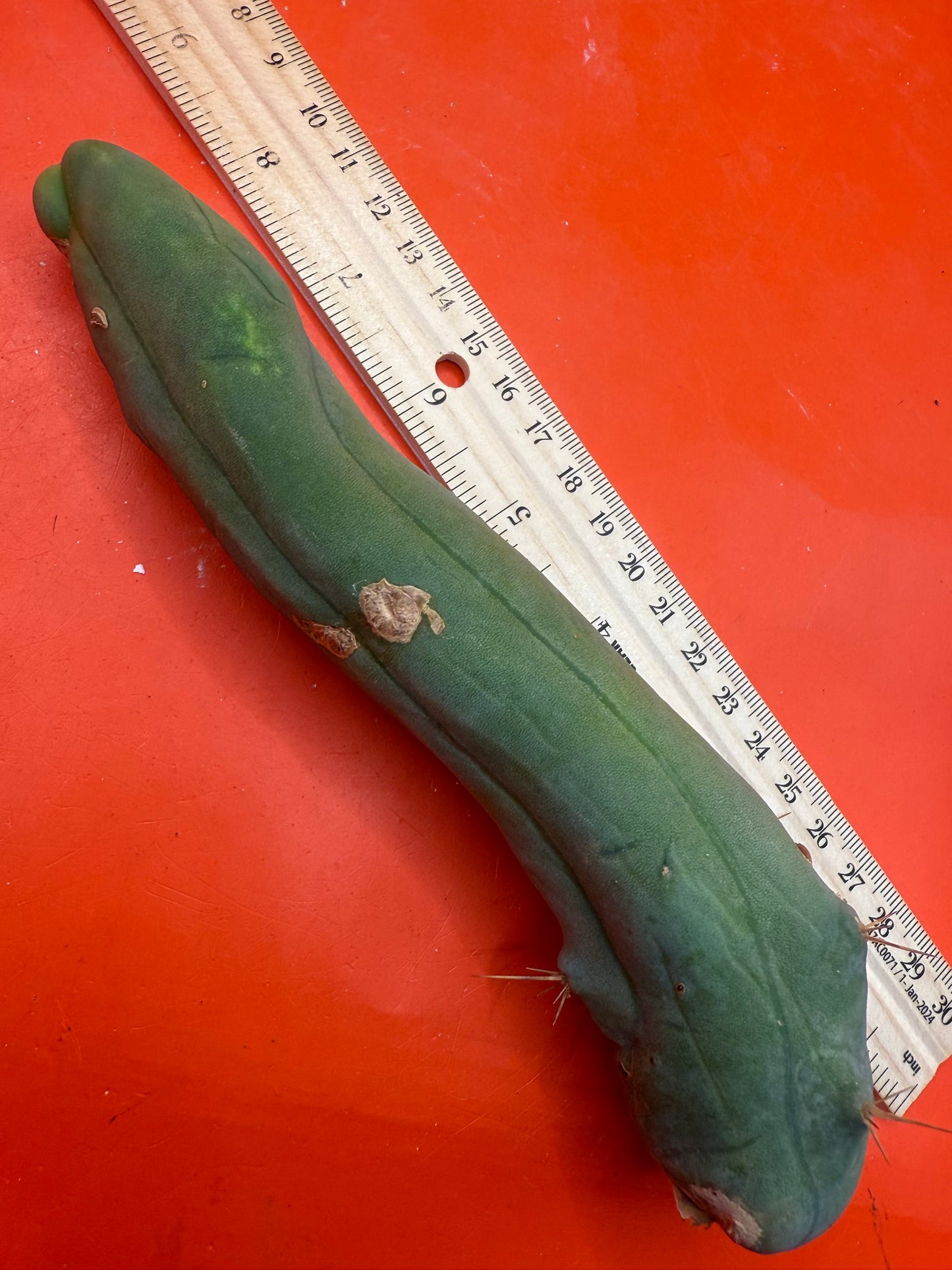 Long form TBM cactus cutting type A
