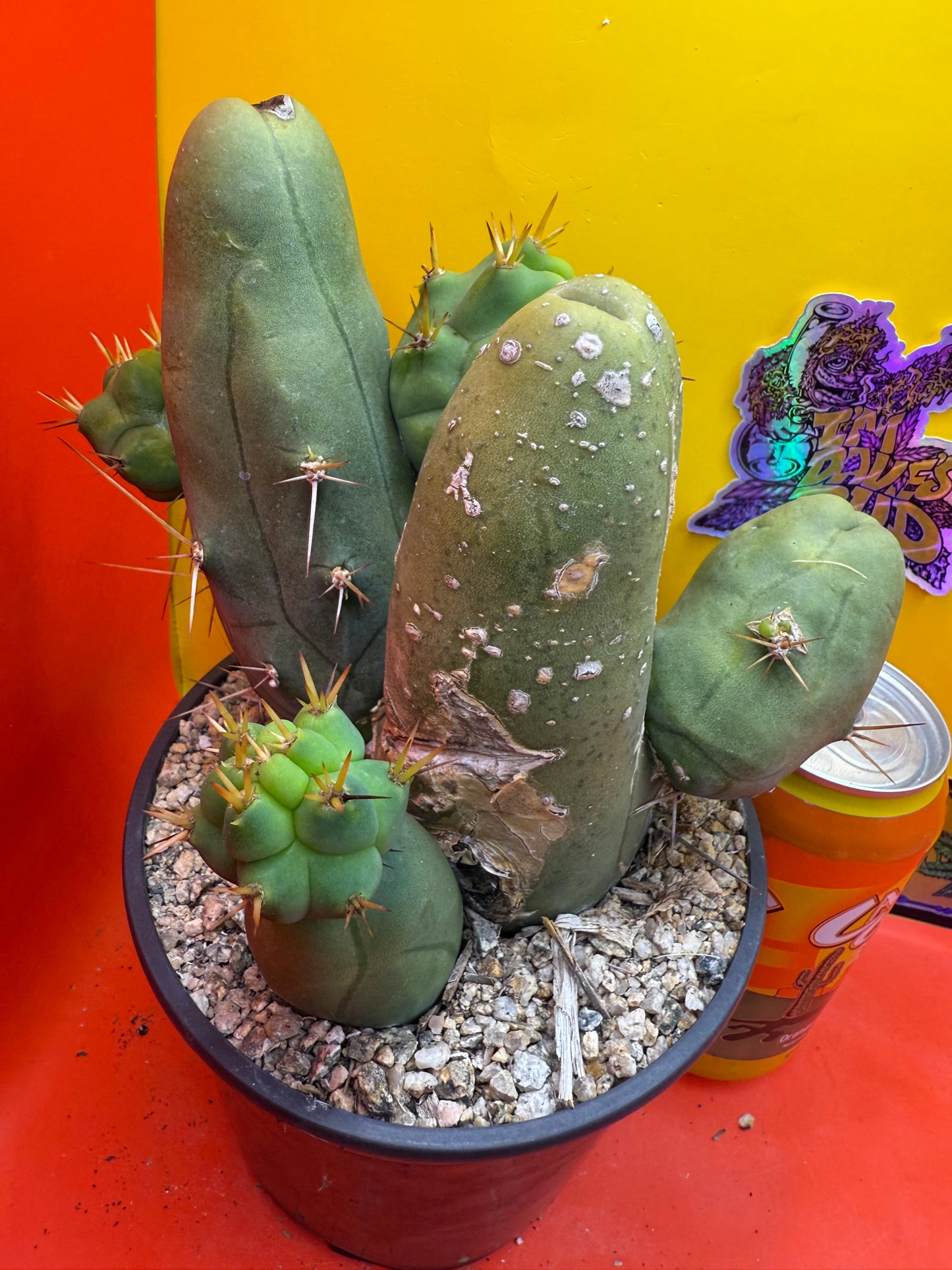 Exact cactus !