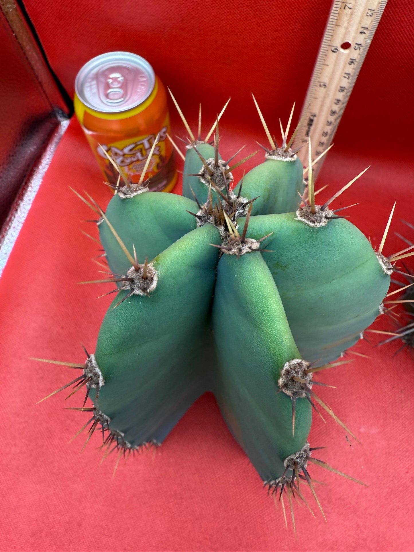 Cereus peruvianus