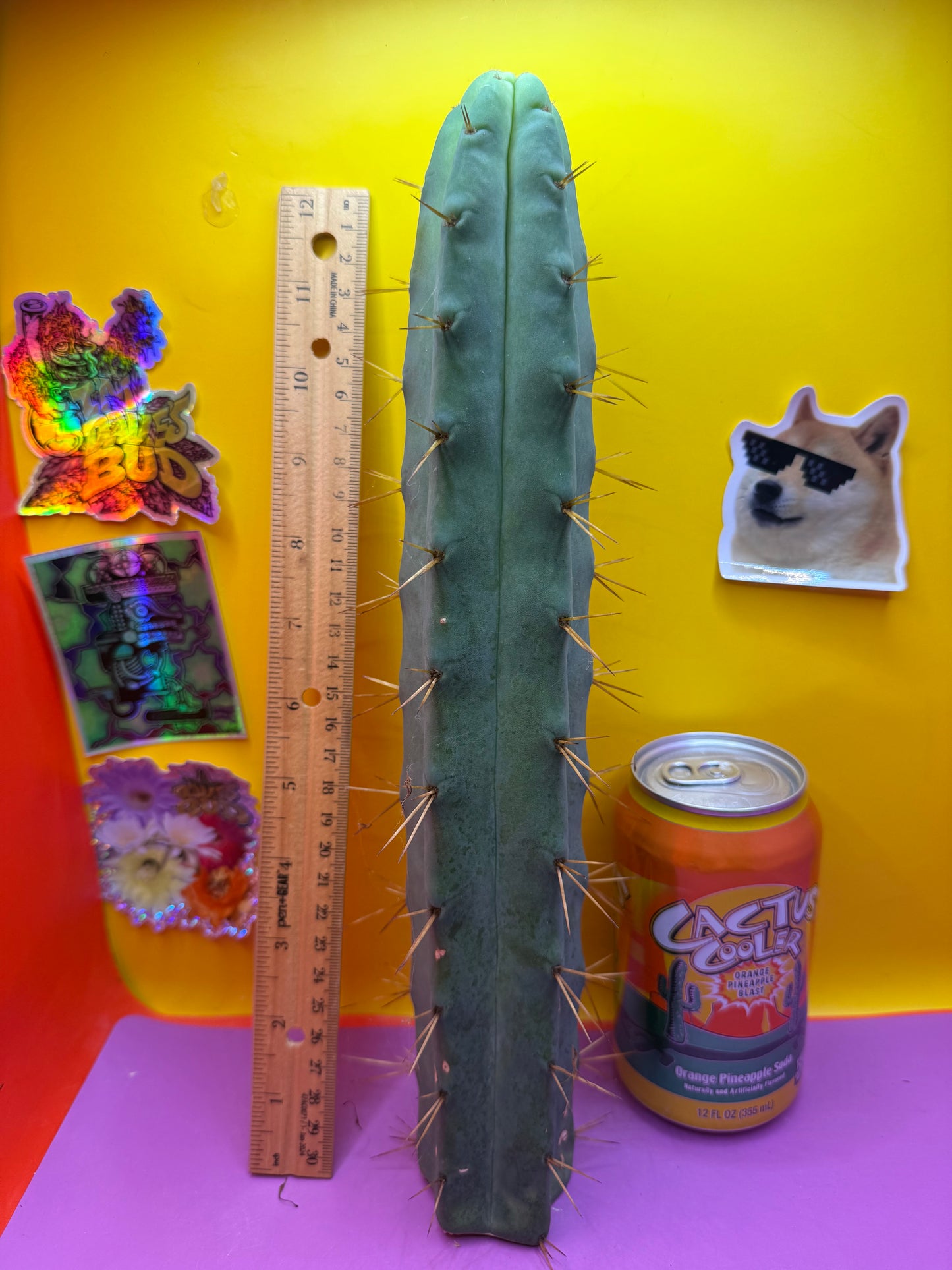 Jiimz Twin spine - over foot long !