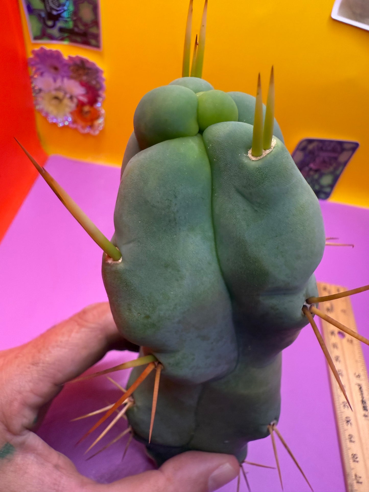 WALTS DRAGON ! 🐉 cactus