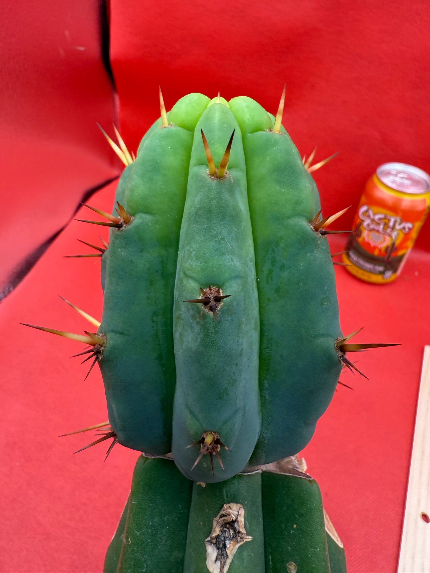 GRAFTED PALA