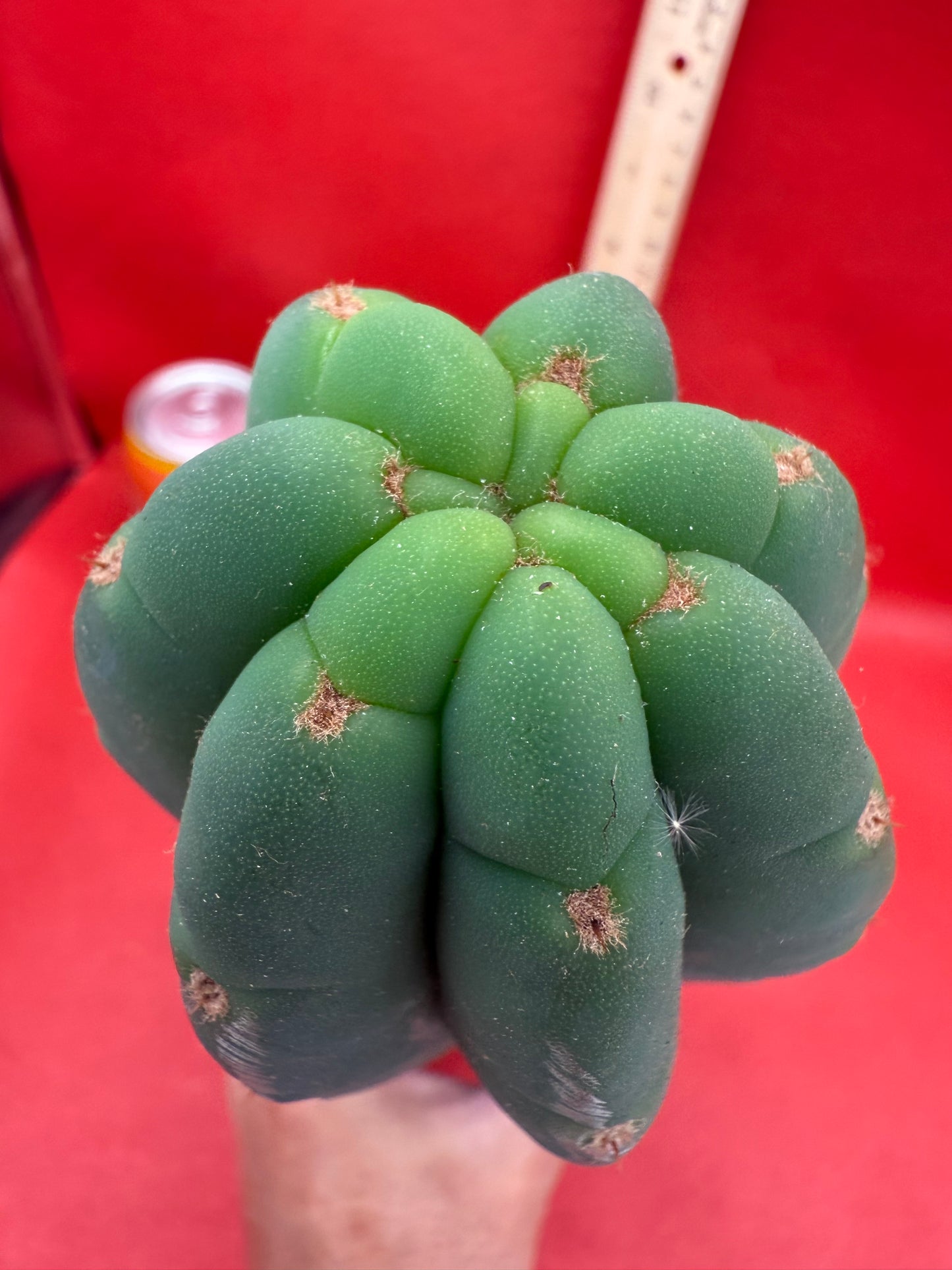 FAT and Tall Cahuilla Tip!!!