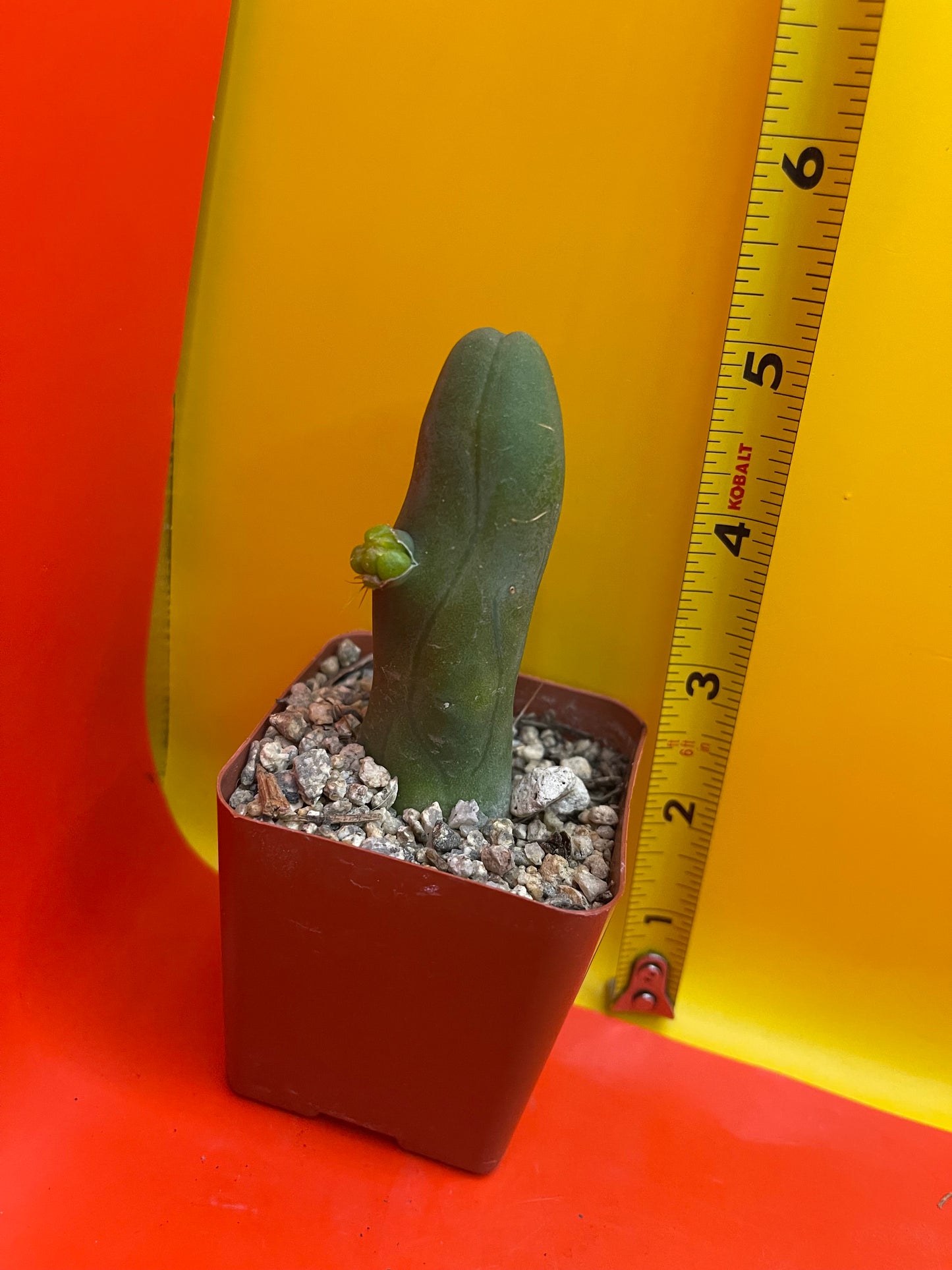 Tbm CACTUS!!