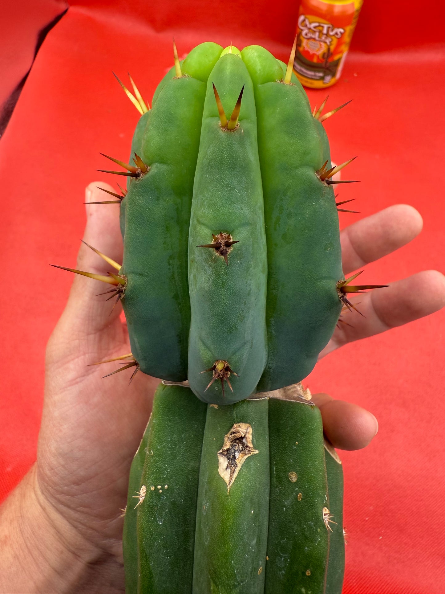 GRAFTED PALA