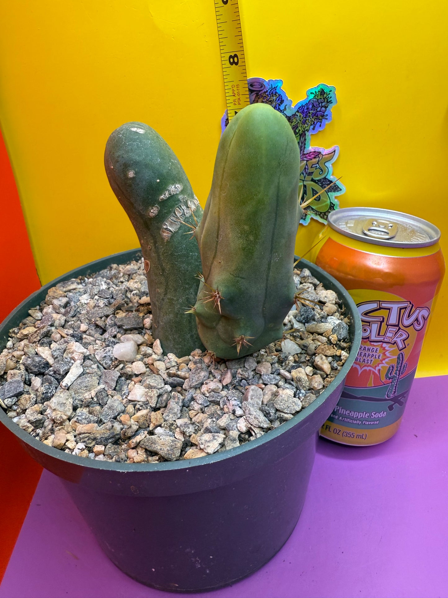 TBM cactus !!