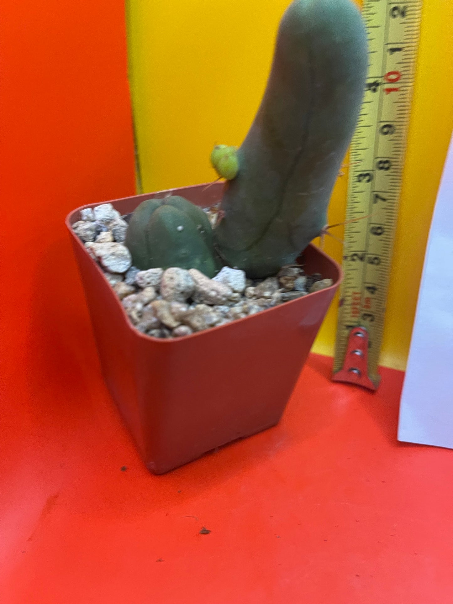 TBM CACTUS