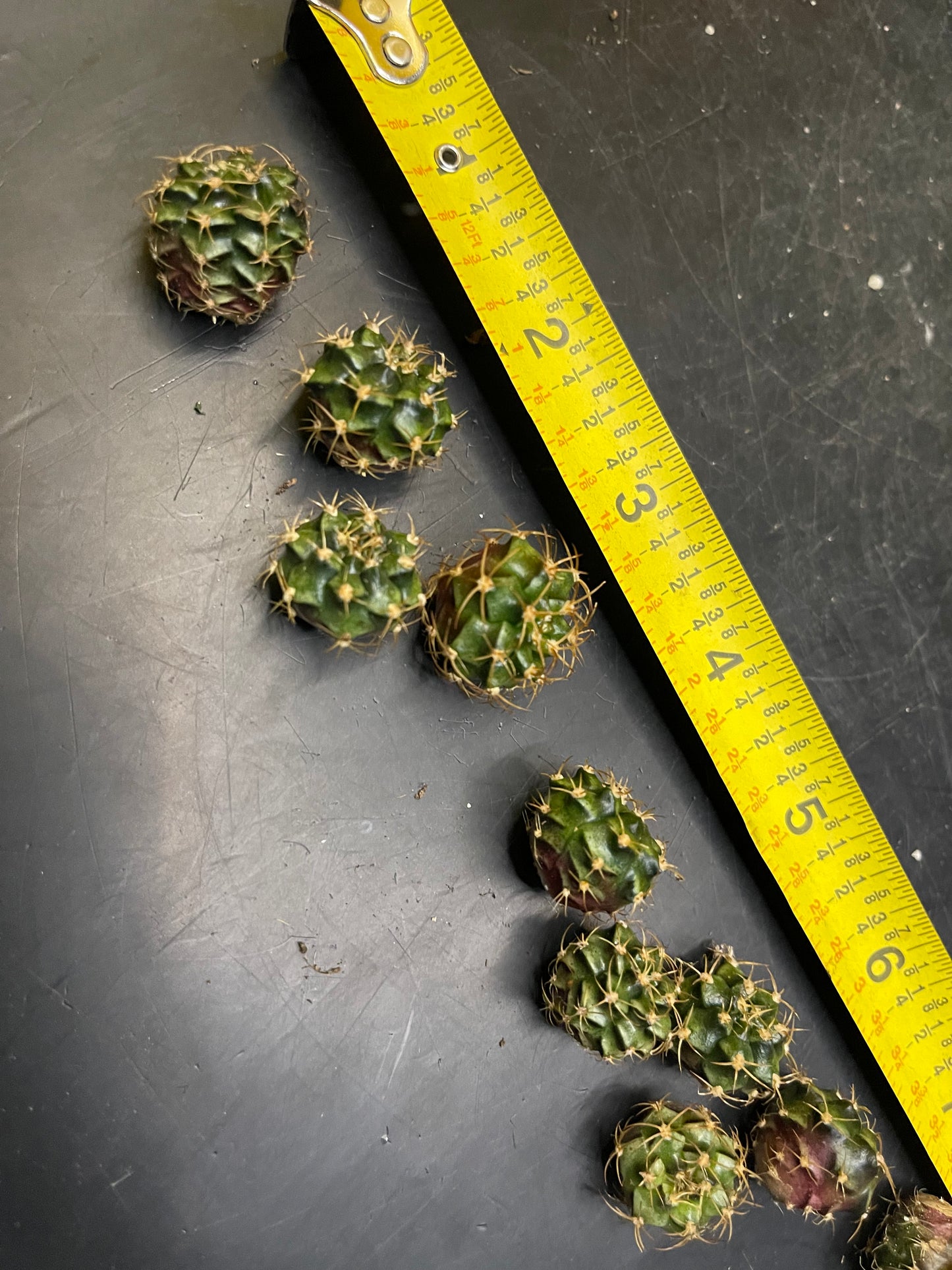 DAVES DOLLAR DAYS Gymno pups