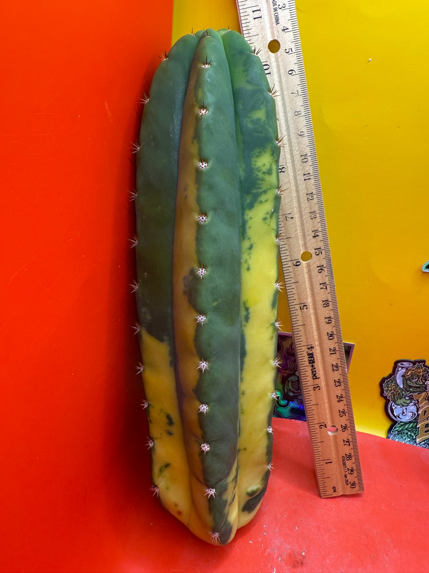 Variegated San Pedro Cactus