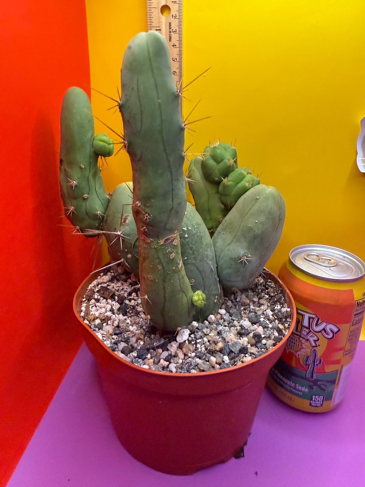 Trichocereus bridgesii monstrose over 10 segments , fully rooted !