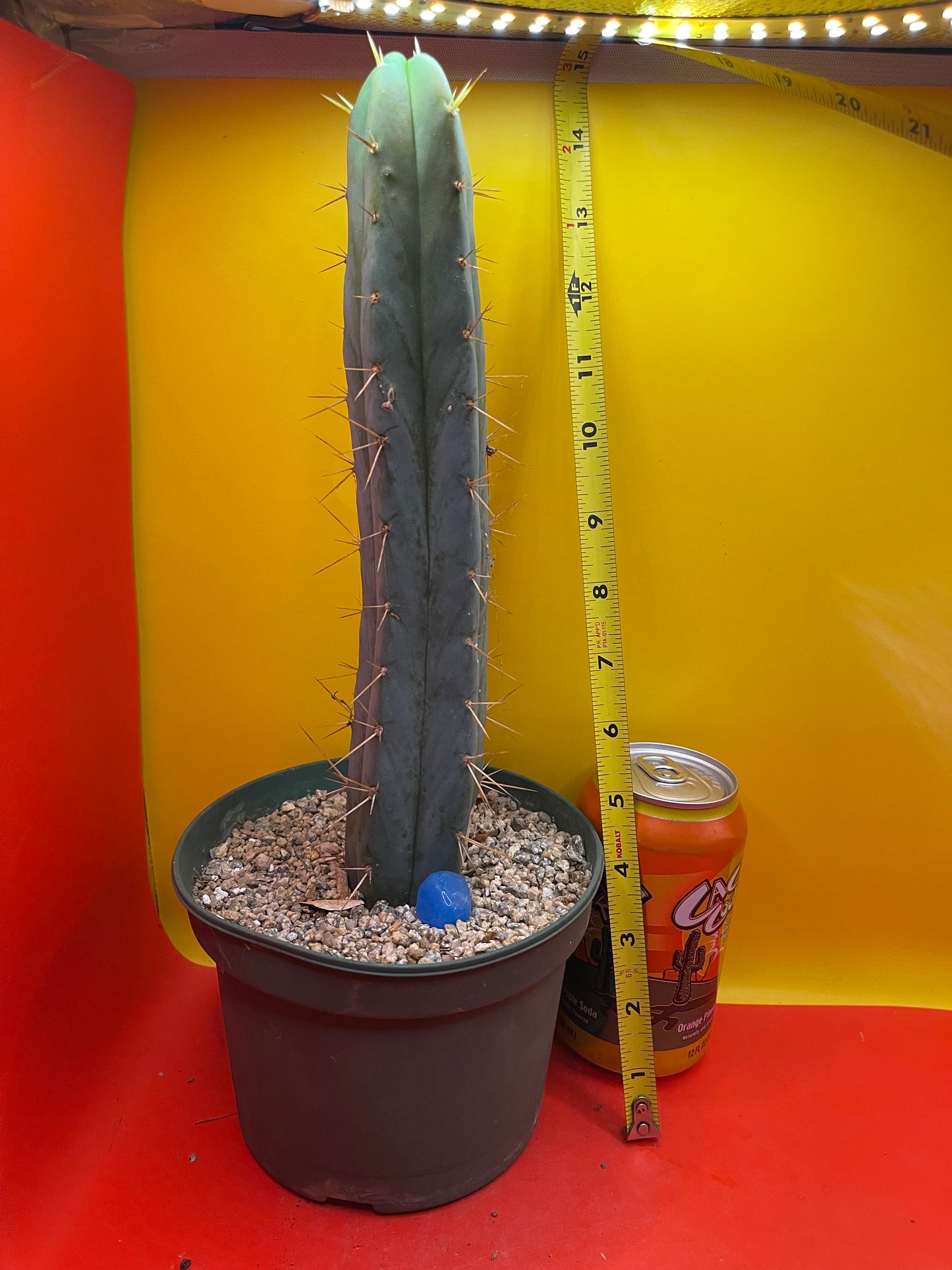 Trichocereus Bridgesii fully rooted