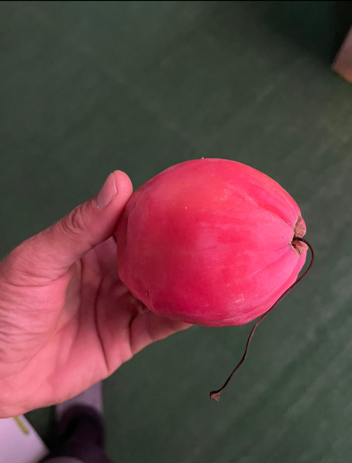 Free cactus seeds !!