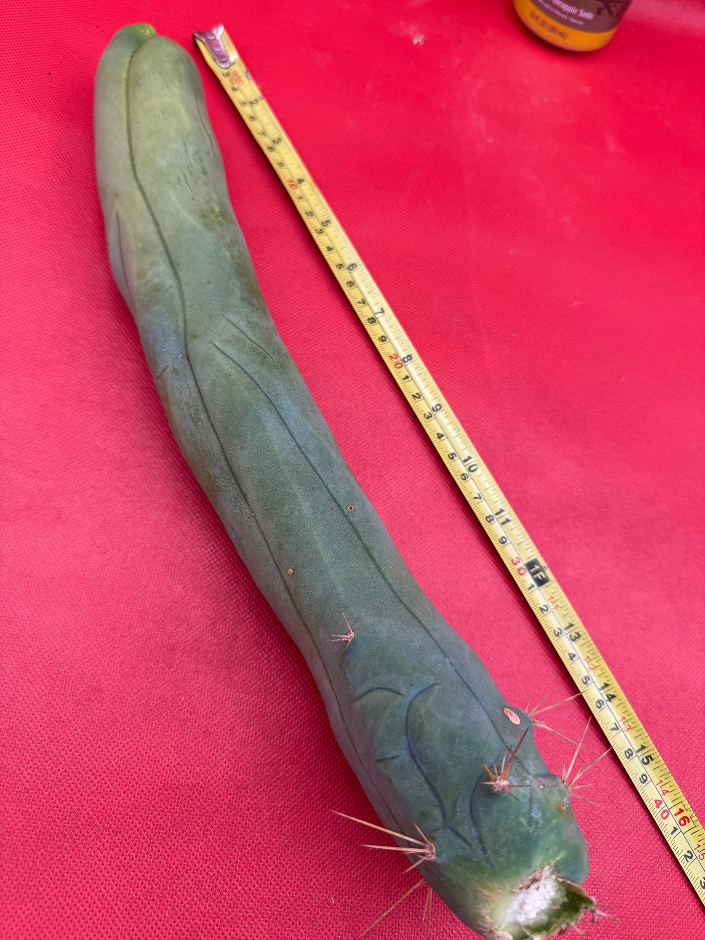 LONG FORM ! TBM-A cactus