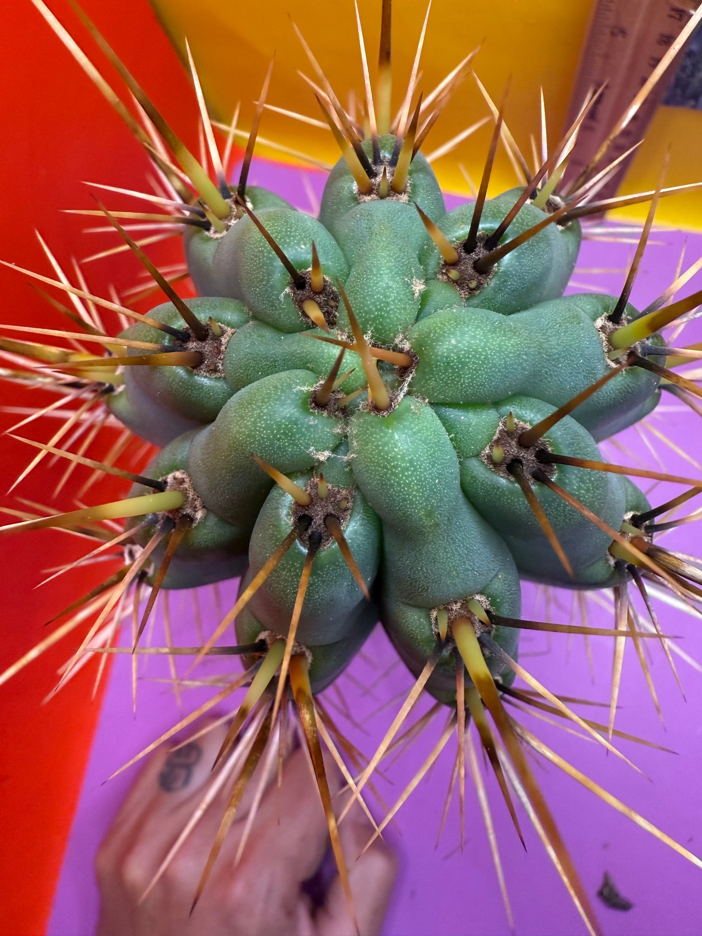 HUGE “SWAMP THING”trichocereus Cultivar !! Super thick