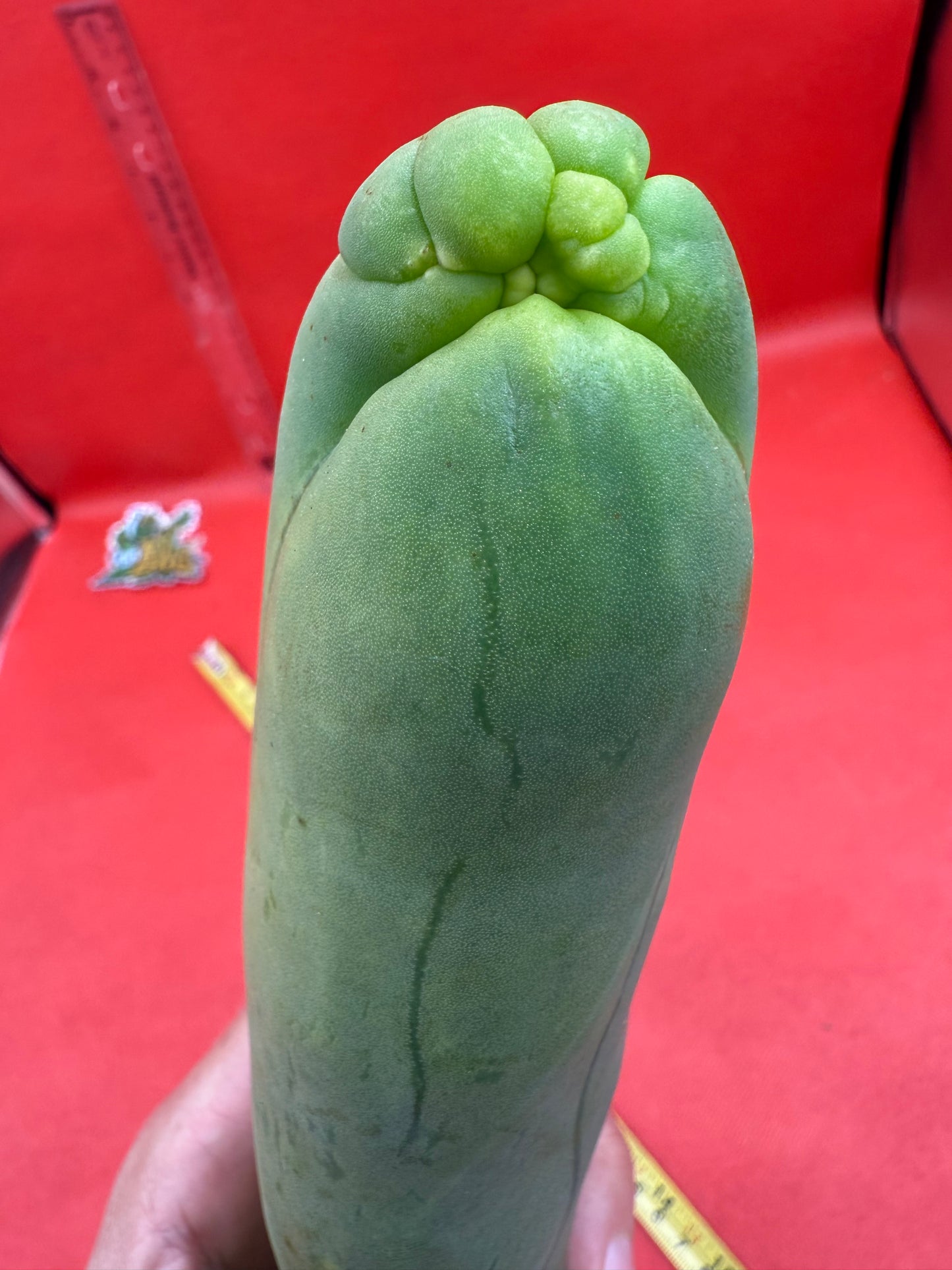 LONG FORM ! TBM-A cactus