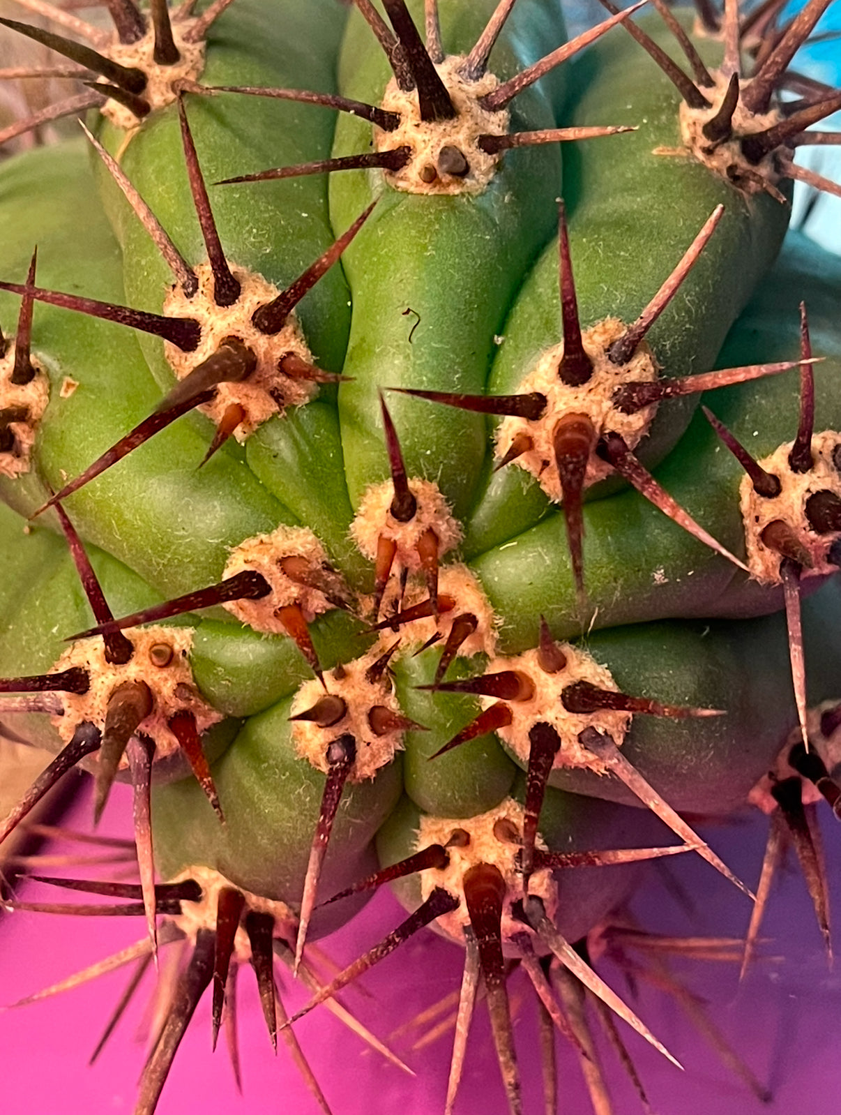 2025 harvest - 50 SEEDS OF one of the largest San Pedro Cactus - Trichocereus TACAQUIRENSIS!
